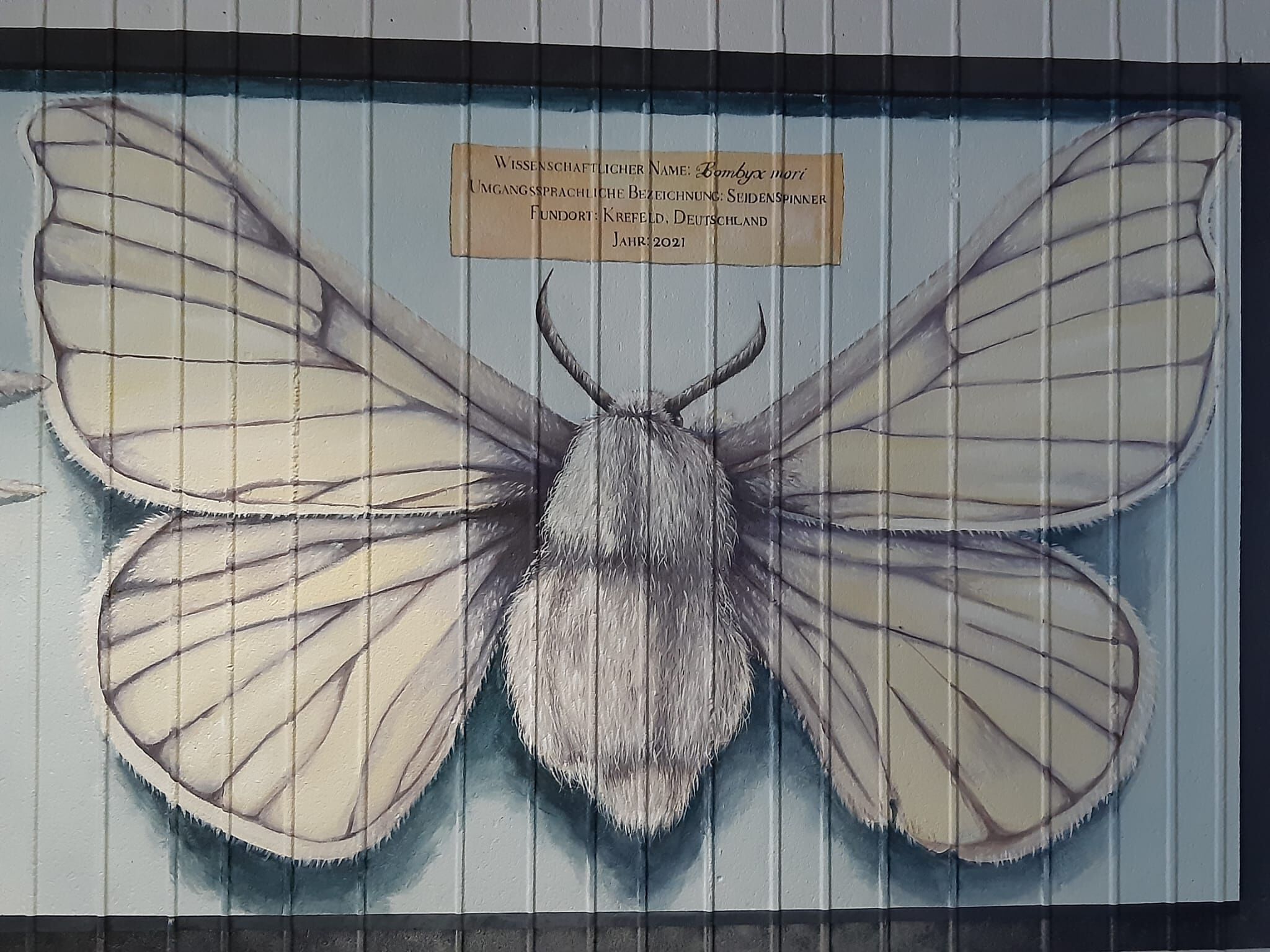 Melina Berg, Julie Kirk Purcell&mdash;The Silk Moth