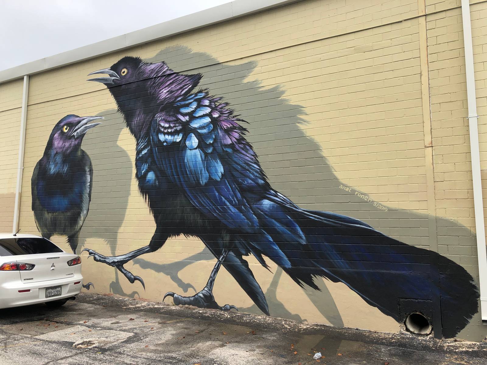 Anat Ronen&mdash;Grackles/blackbirds/annoying parking lot birds