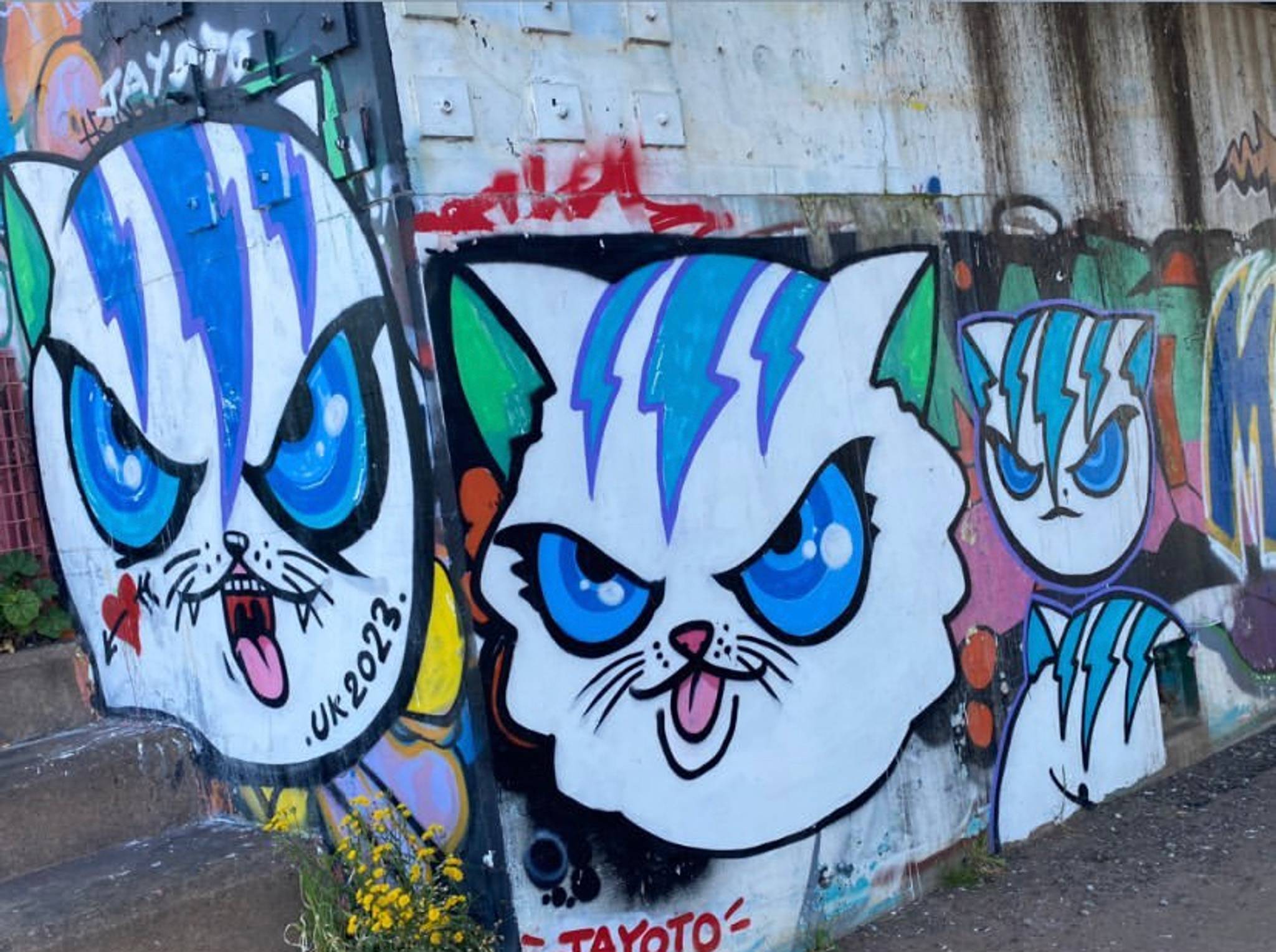 jayotolab&mdash;Angry cats