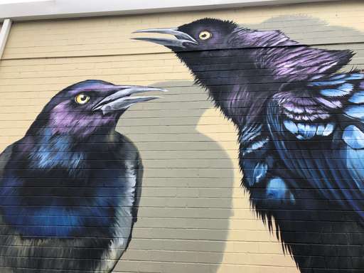 Grackles/blackbirds/annoying parking lot birds