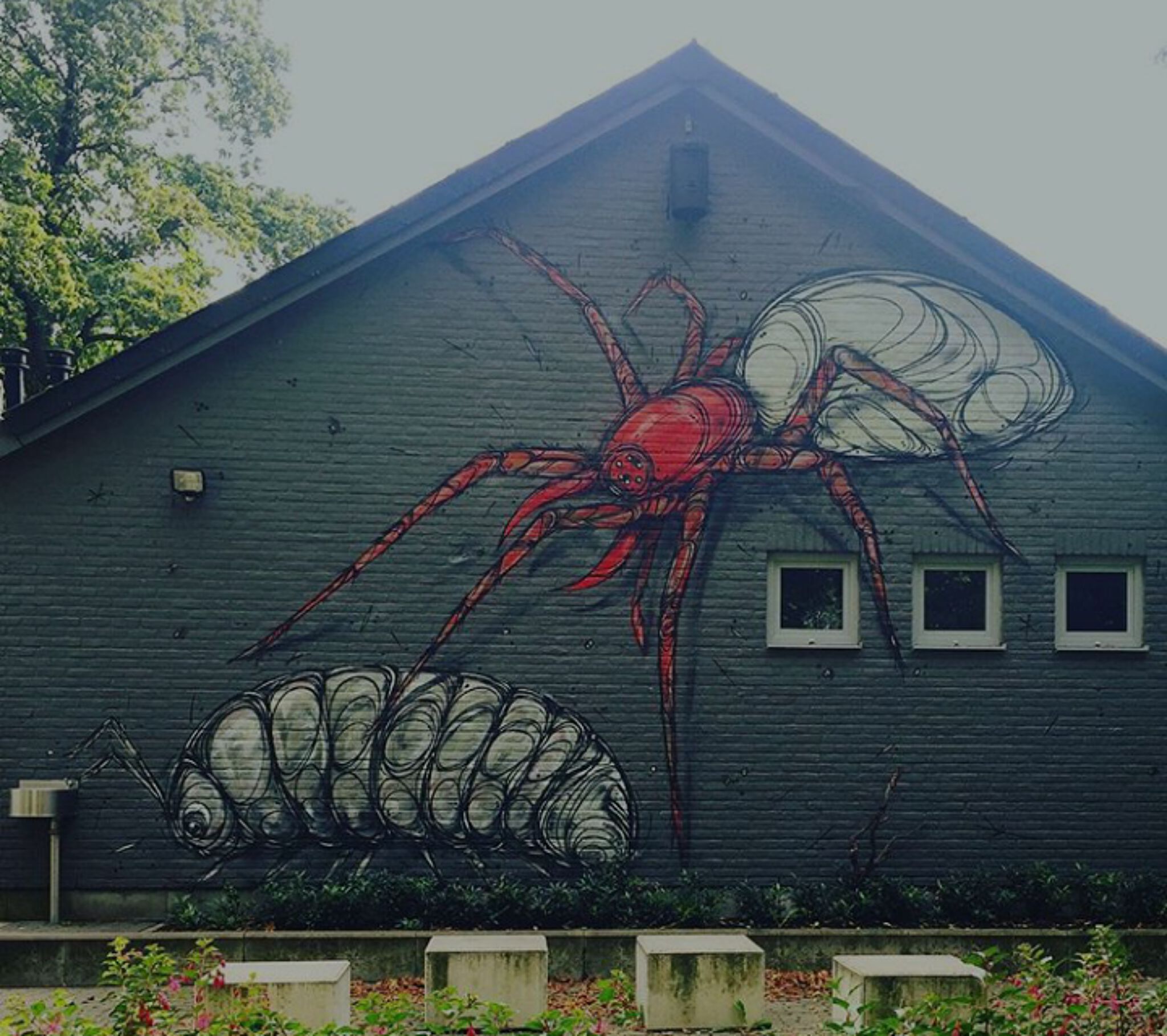Dzia&mdash;Animalinas #15 - Roodwitte celspin