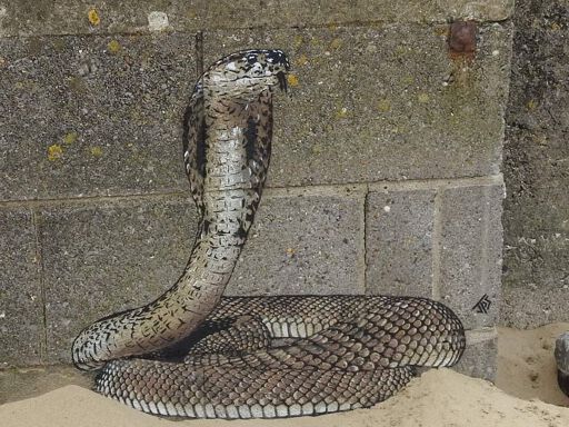 Cobra