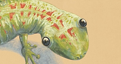 GECKO