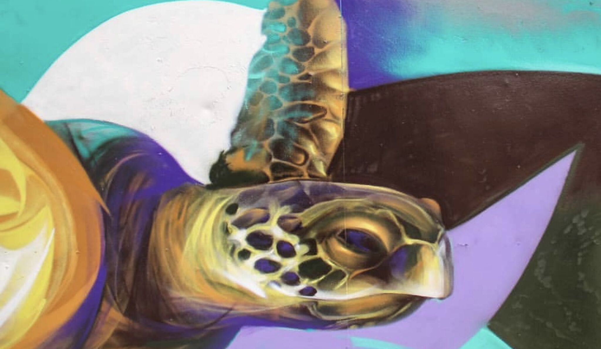 Oxido&mdash;Tortugas marinas