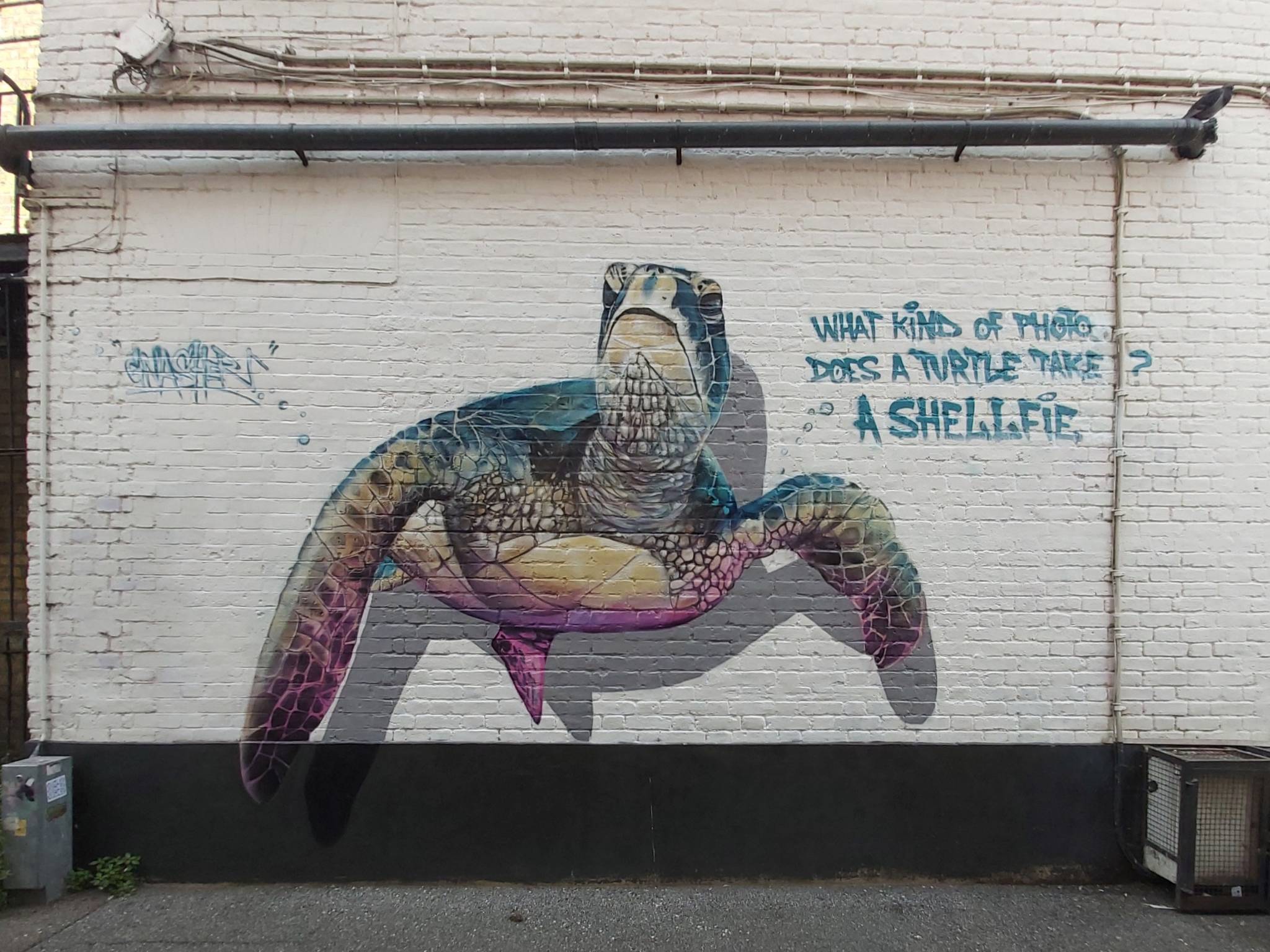 Gnasher&mdash;"What kind of photo does a turtle take? A shelffie."