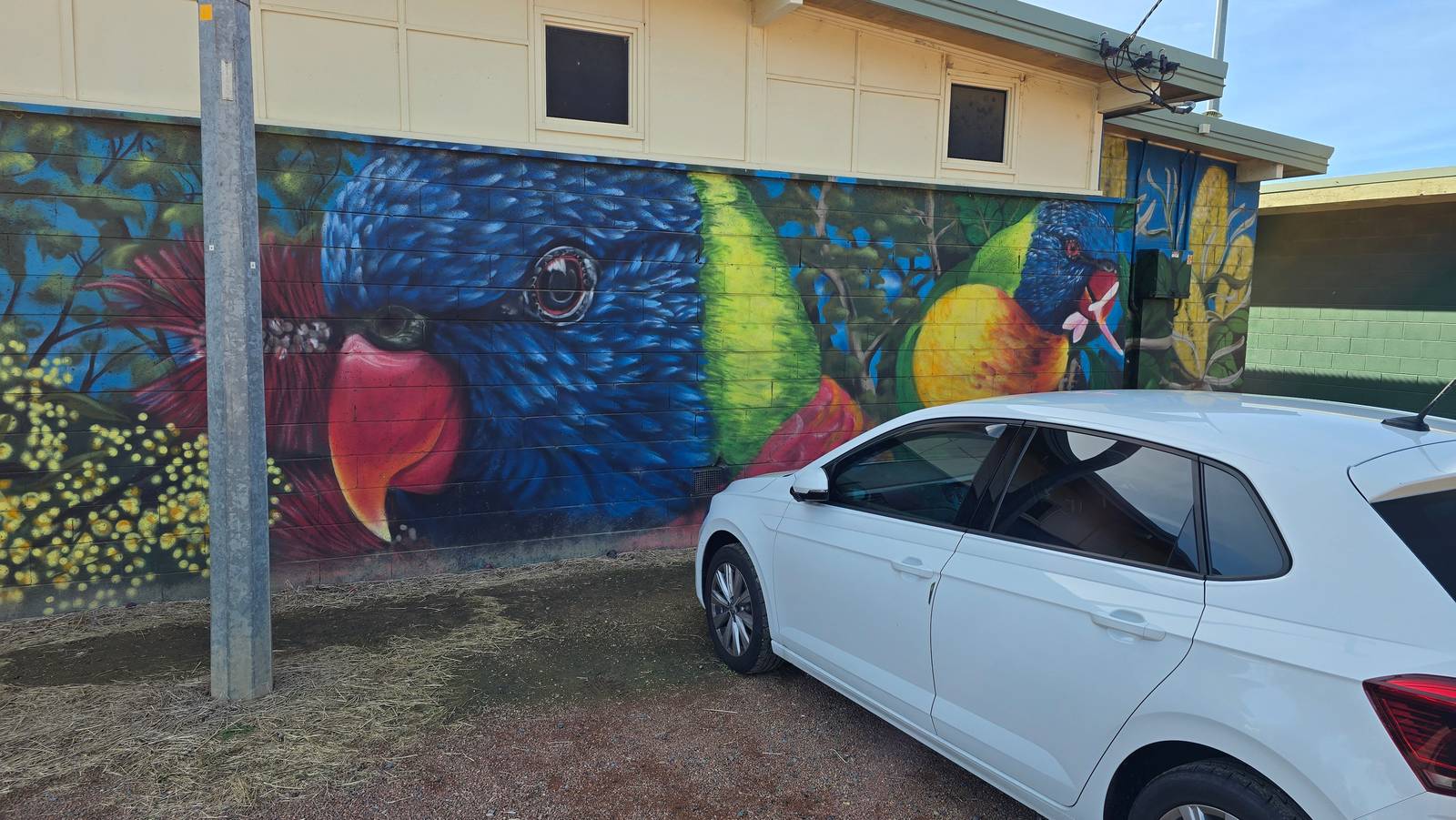 Graffik Paint&mdash;Birds of Canberra