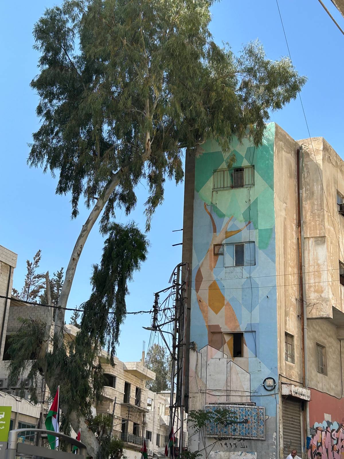 Unknown - Amman&mdash;Eucalyptus tree
