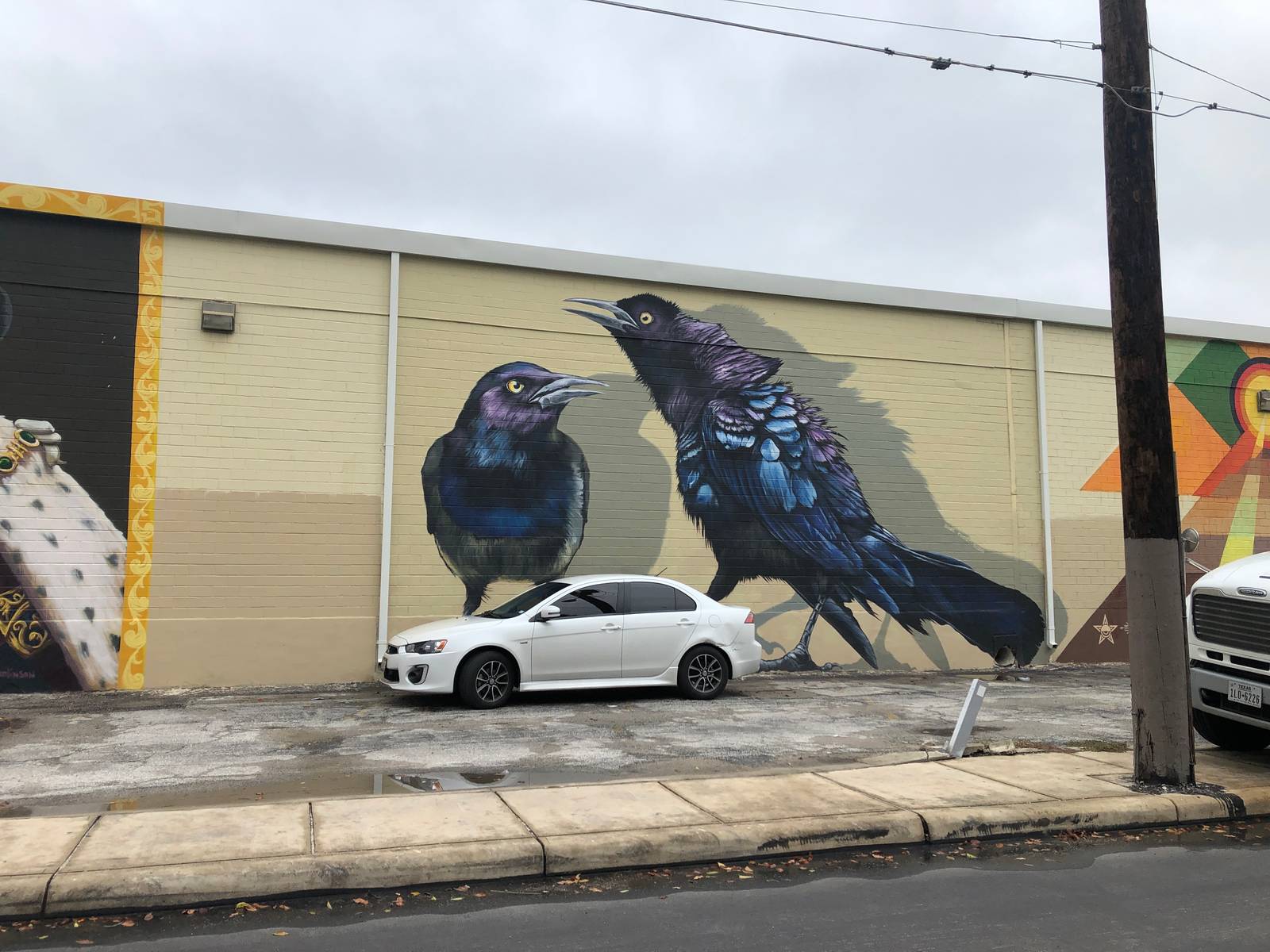 Anat Ronen&mdash;Grackles/blackbirds/annoying parking lot birds