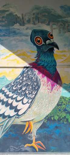 Pigeons