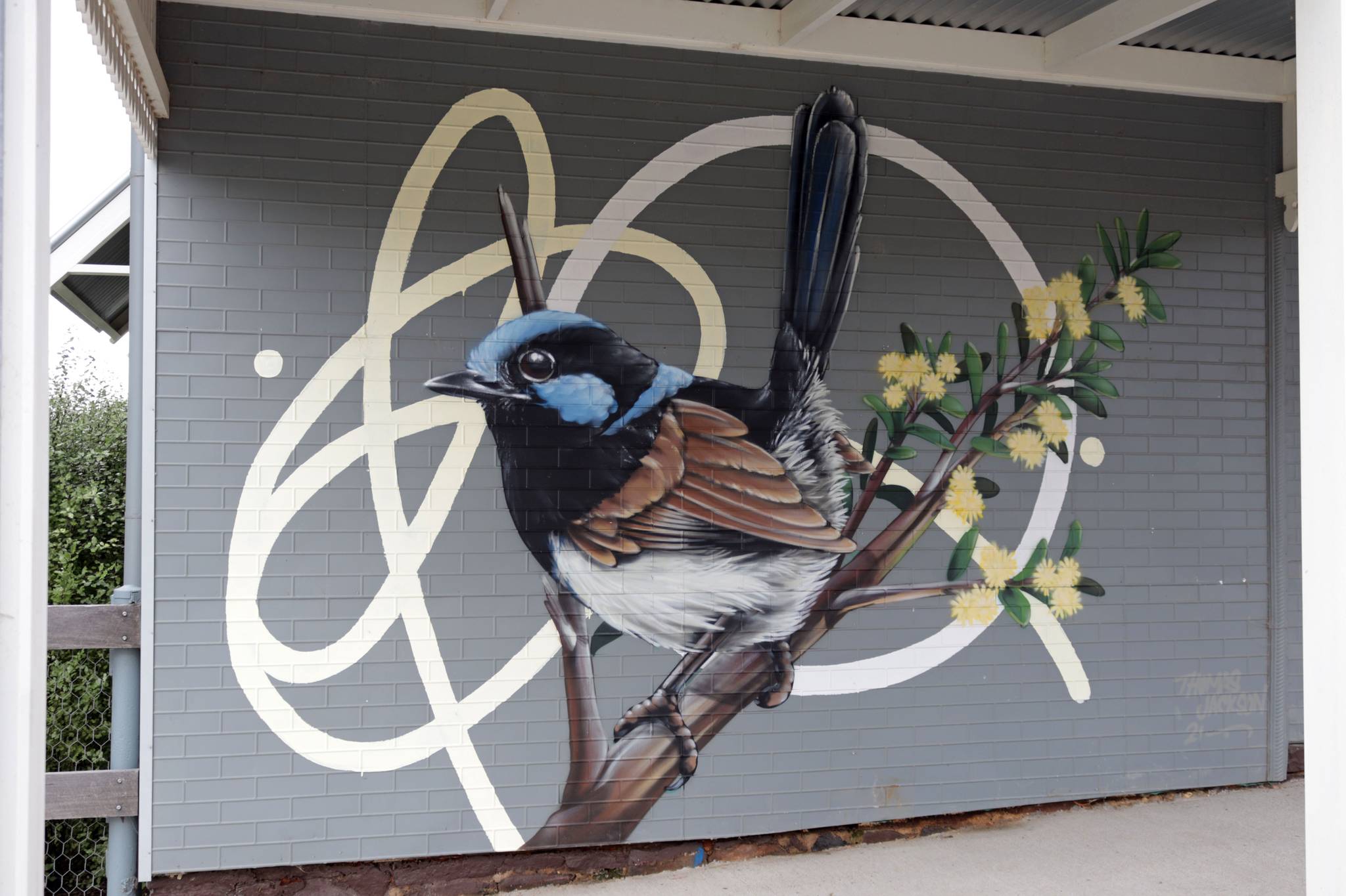 Thomas Jackson&mdash;Superb Fairy Wren and Gold Dust Wattle