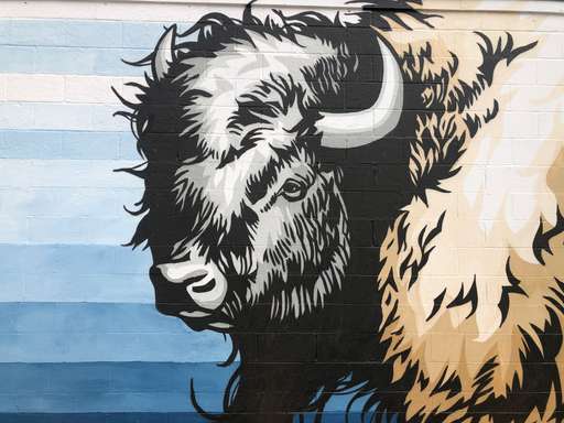 Bison or Buffalo?