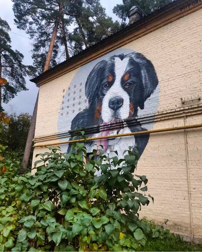 The Bernese Mountain Dog