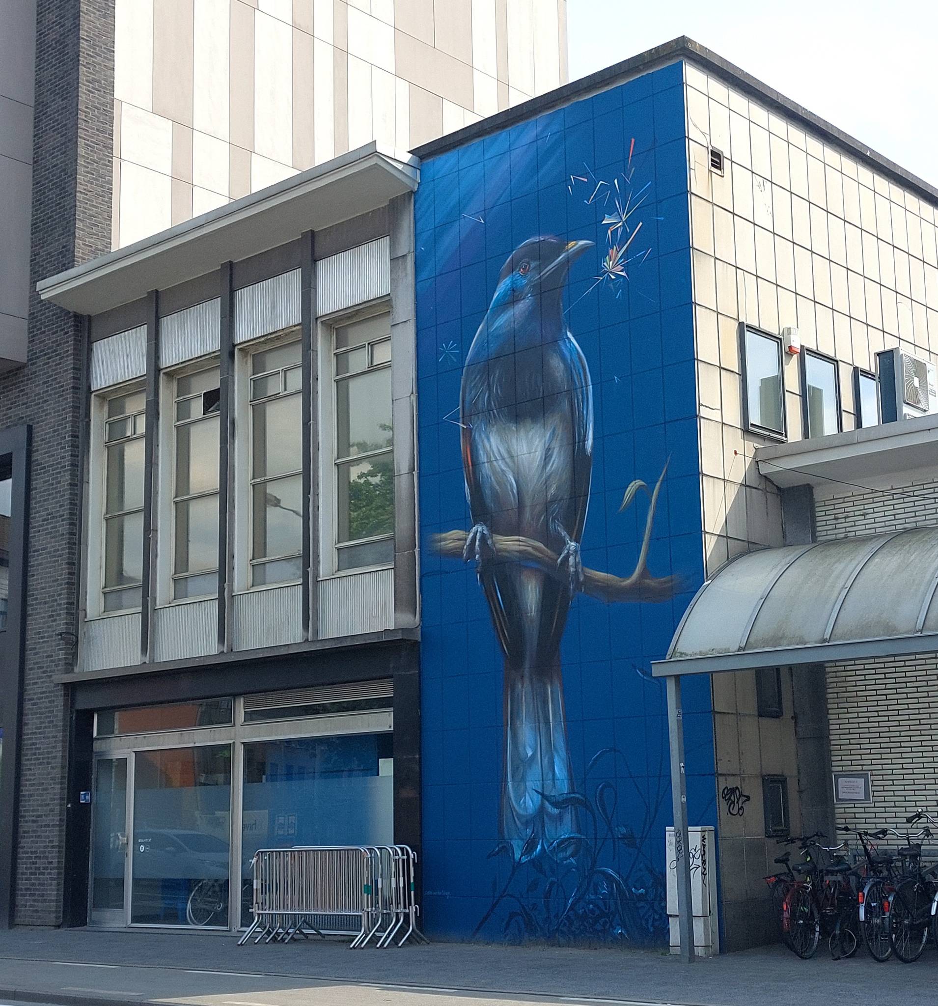 Collin van der Sluijs&mdash;The magpie