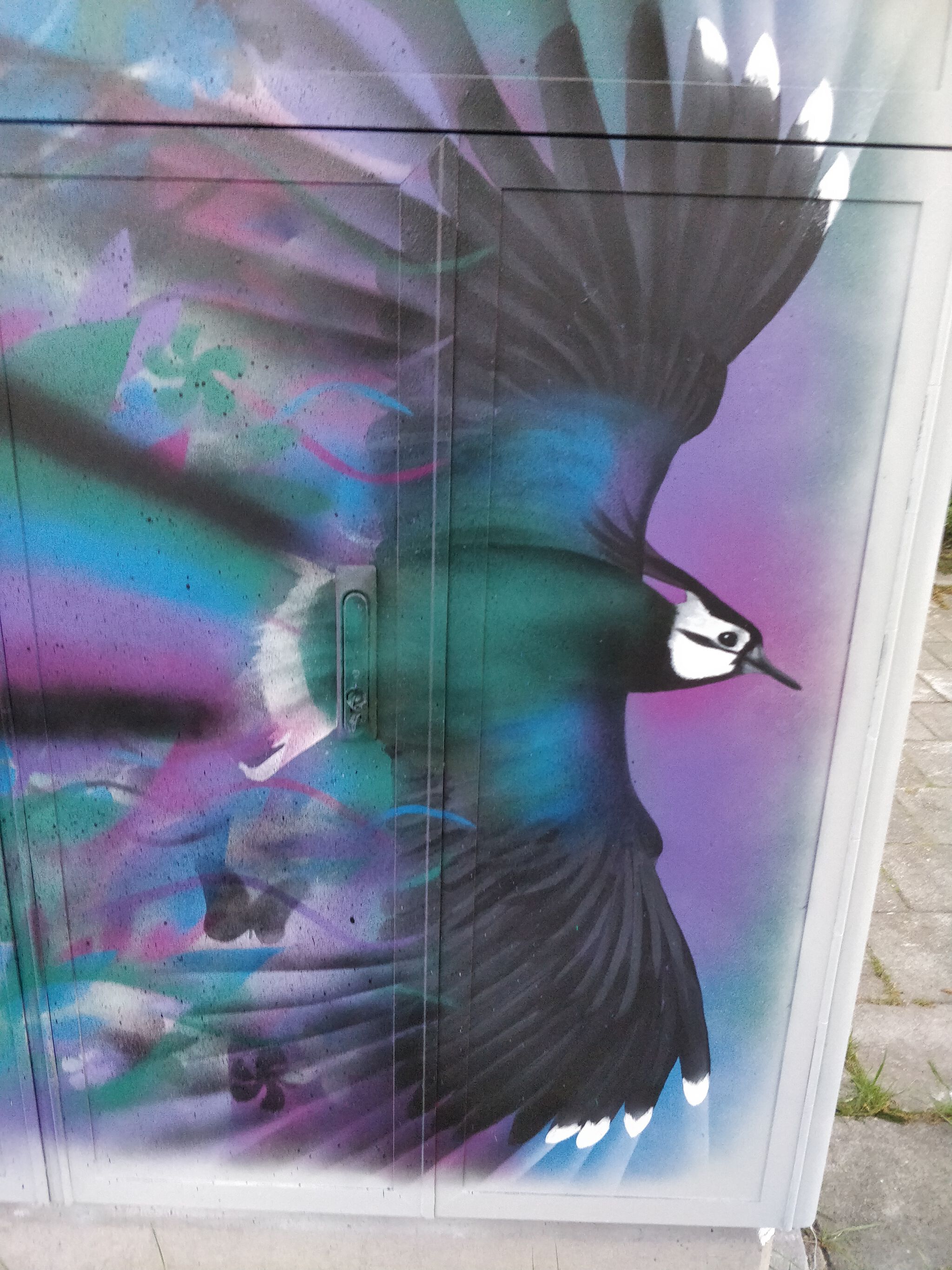 Noel&mdash;Northern Lapwing