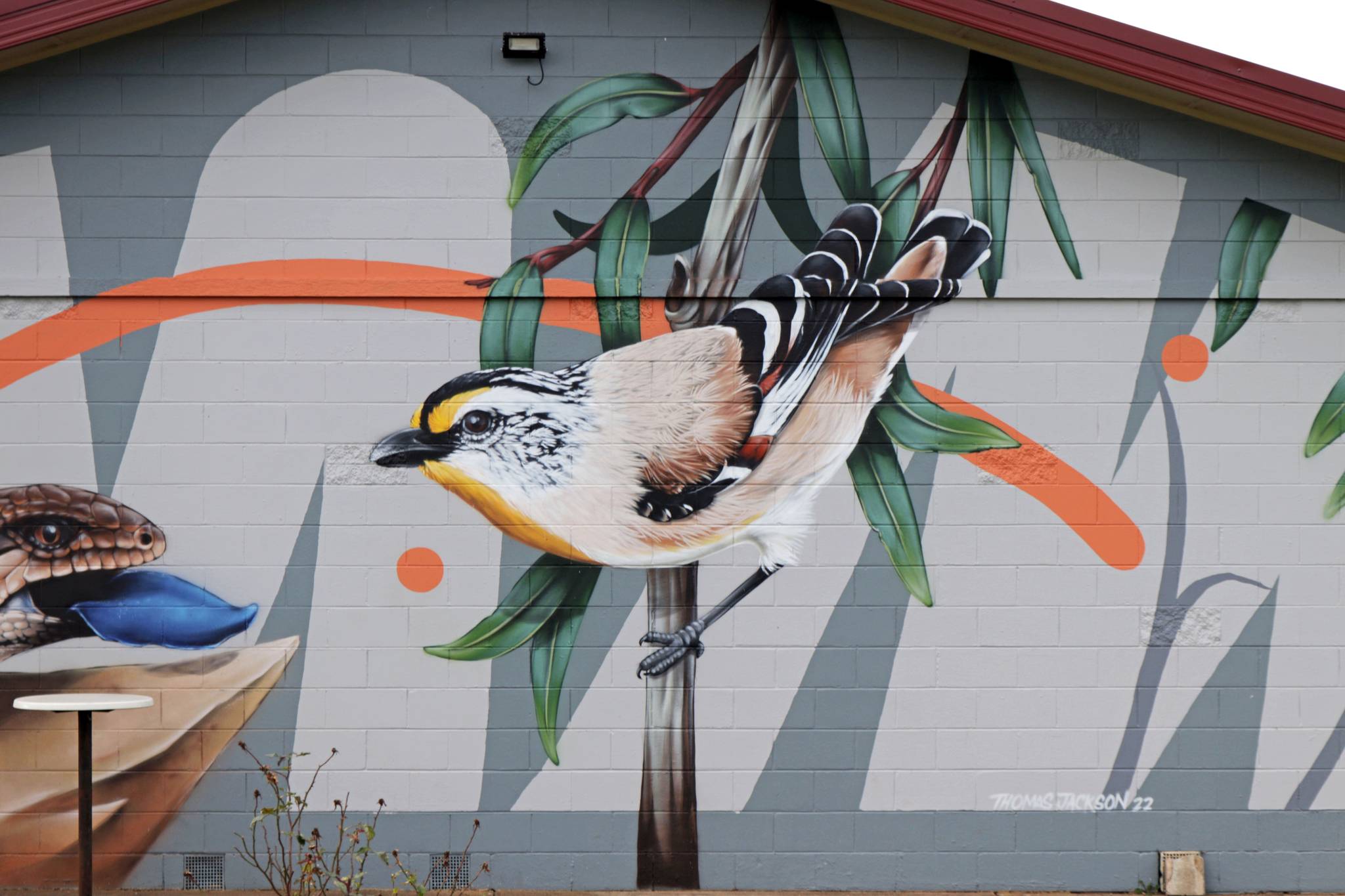 Thomas Jackson&mdash;Blue Tongue Lizard and Striated Pardalote