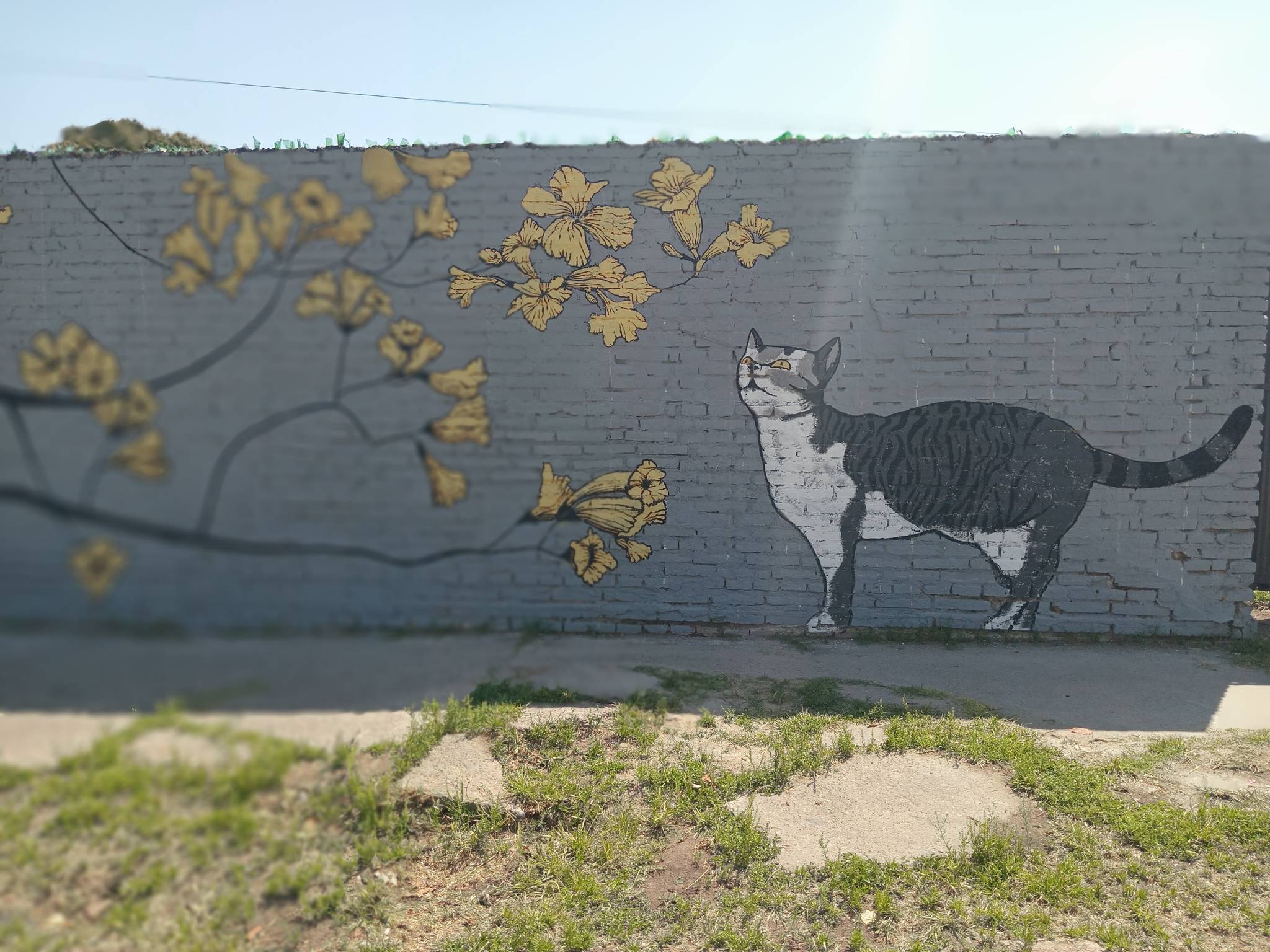 Pablo Guiot&mdash;Yellow trumpet tree and cat