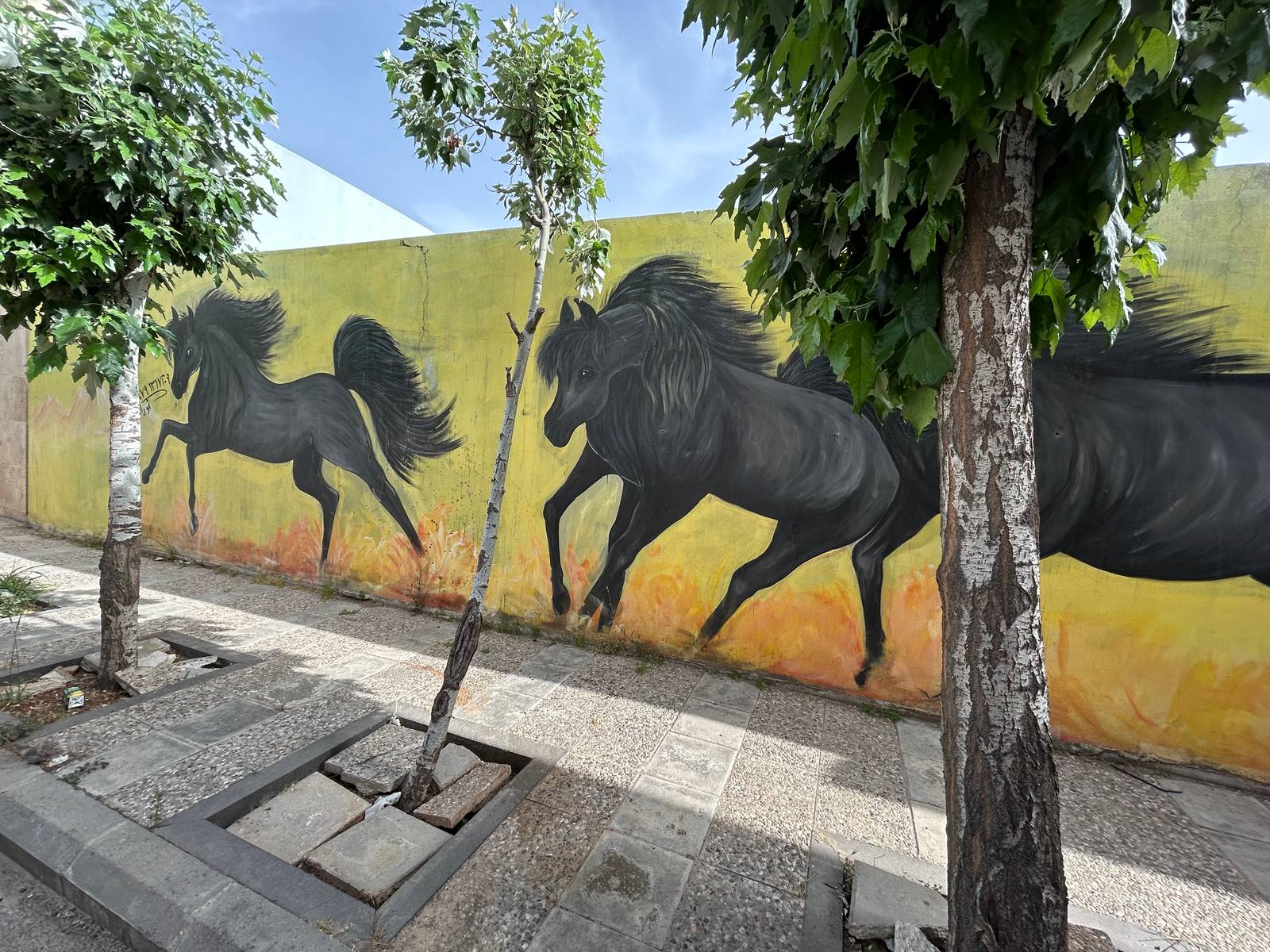 Abu Rashed&mdash;Black stallions