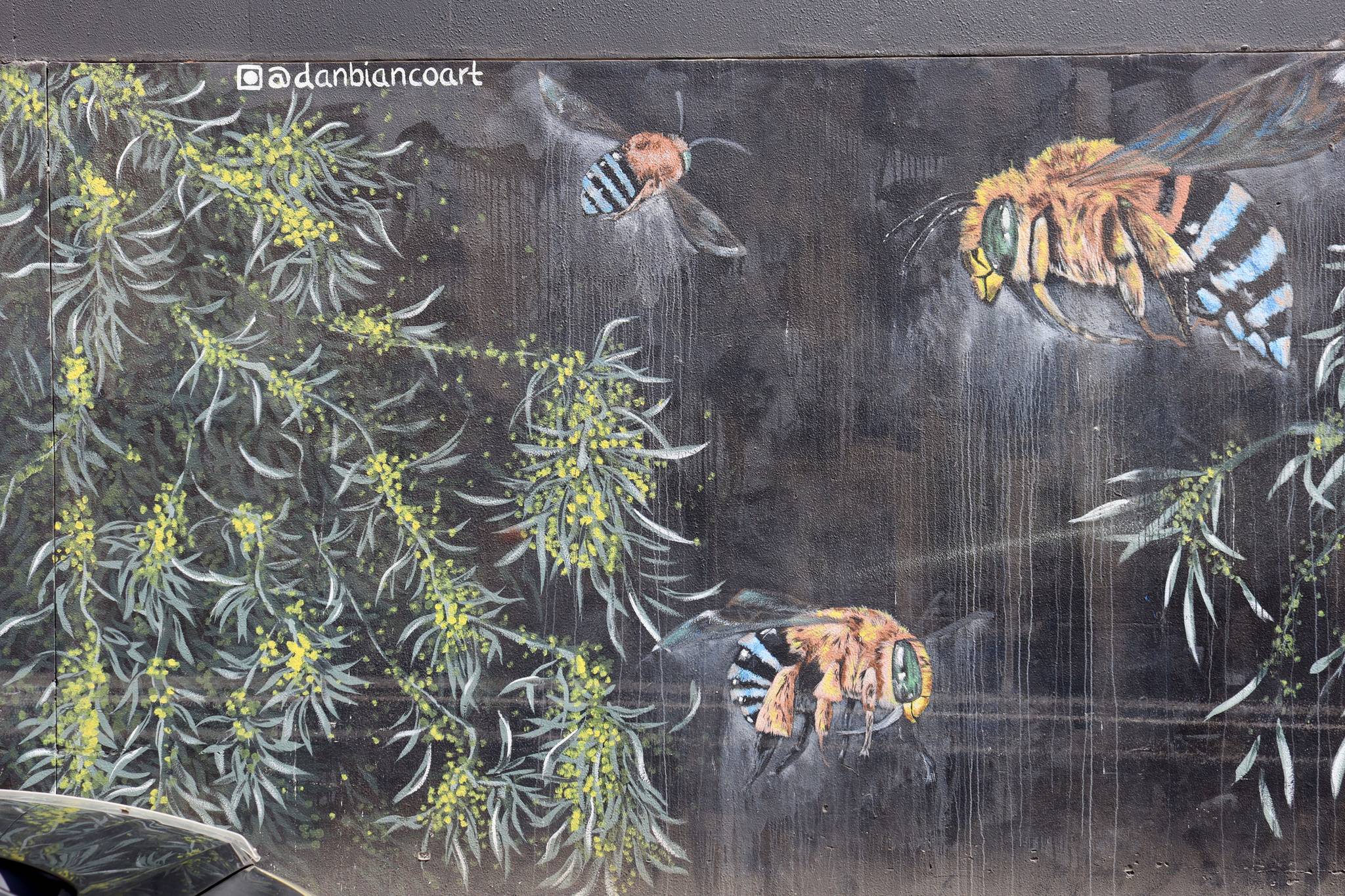 Dan Bianco&mdash;Acacia Pendula & Blue-banded Australian Bee