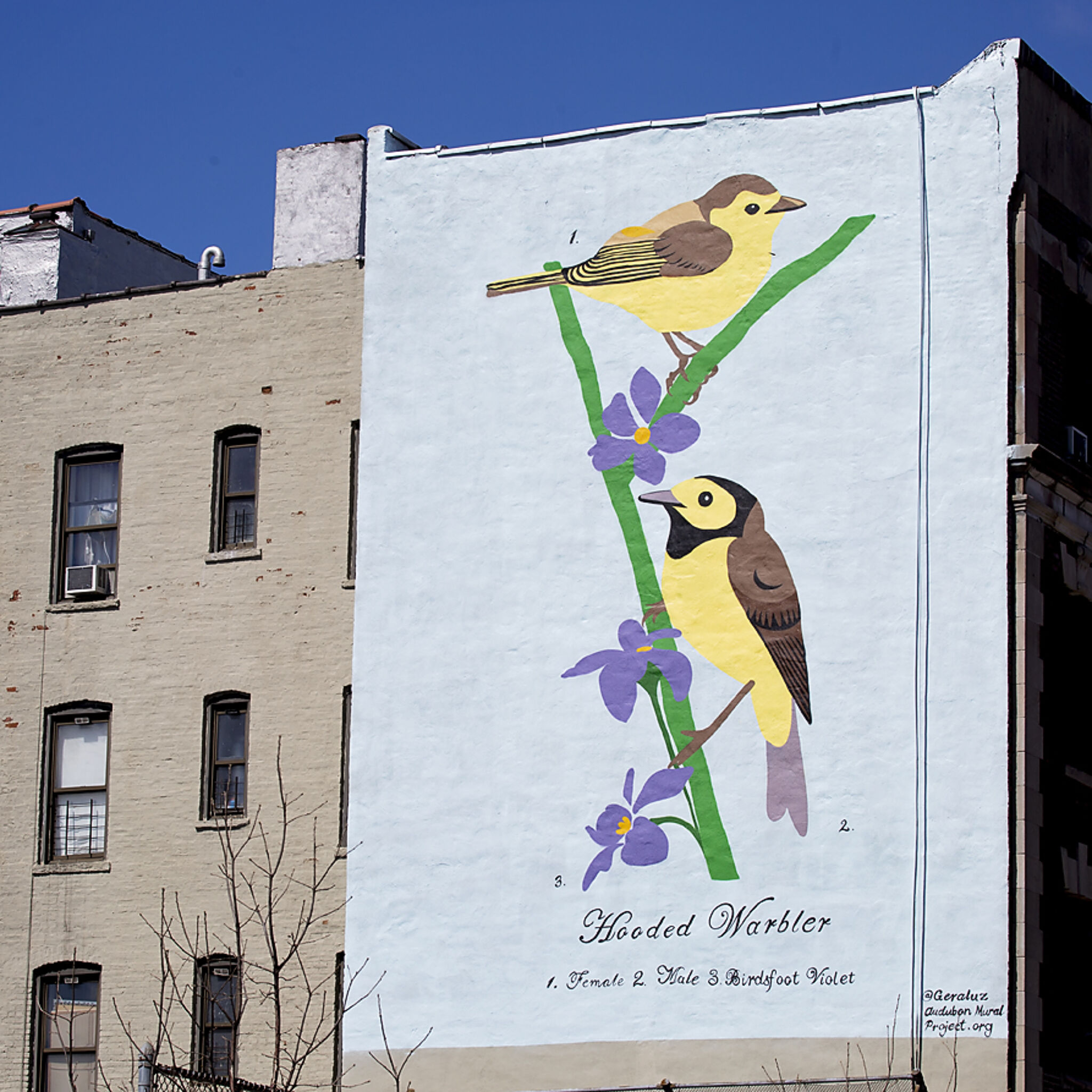 Geraluz&mdash;Hooded Warbler