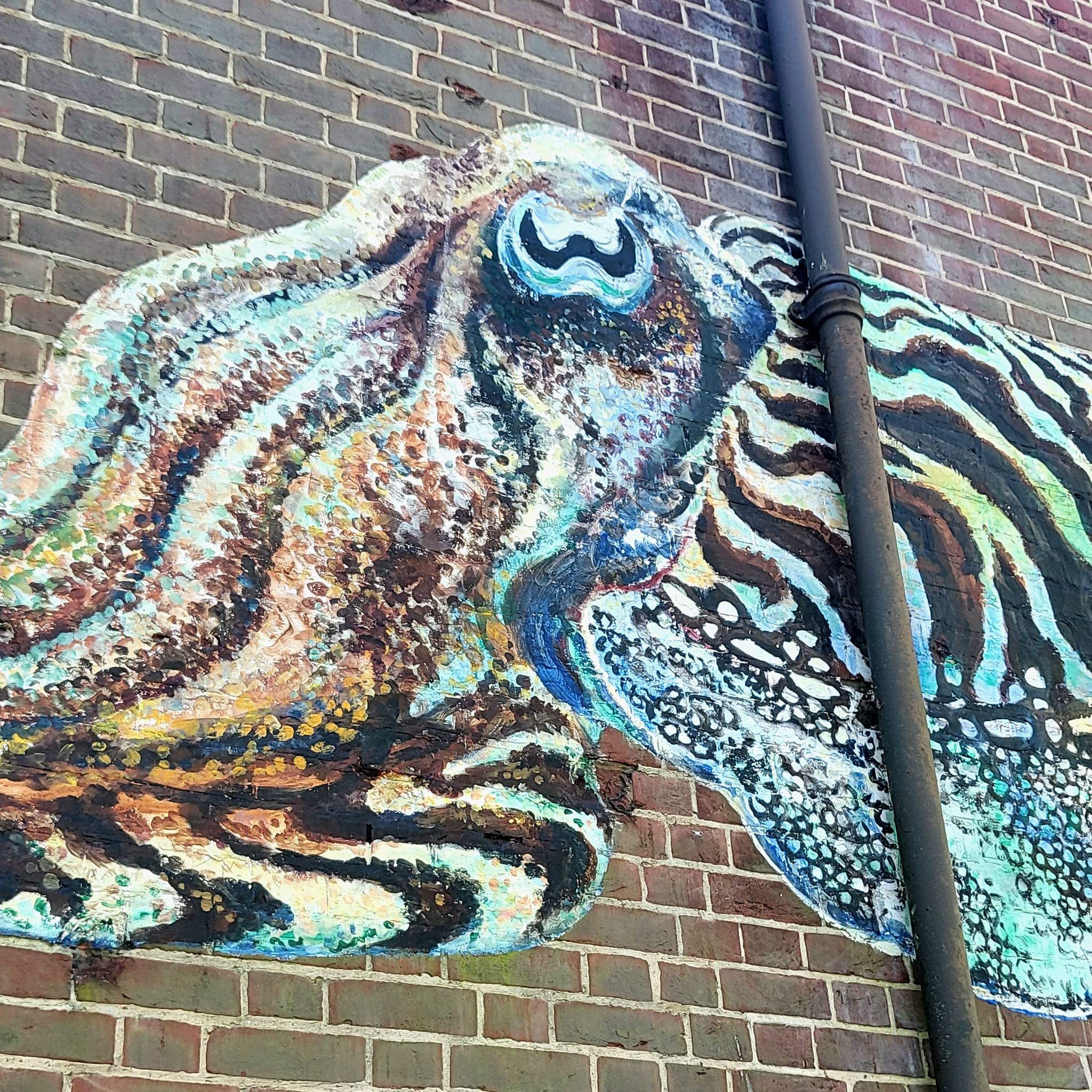 ATM&mdash;Cuttle Fish