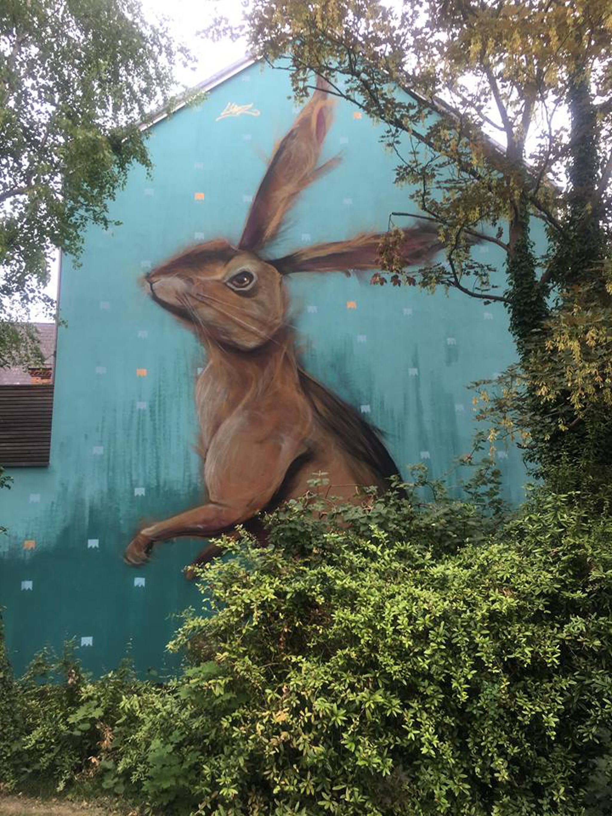 Meerkat&mdash;Tortoise and the hare