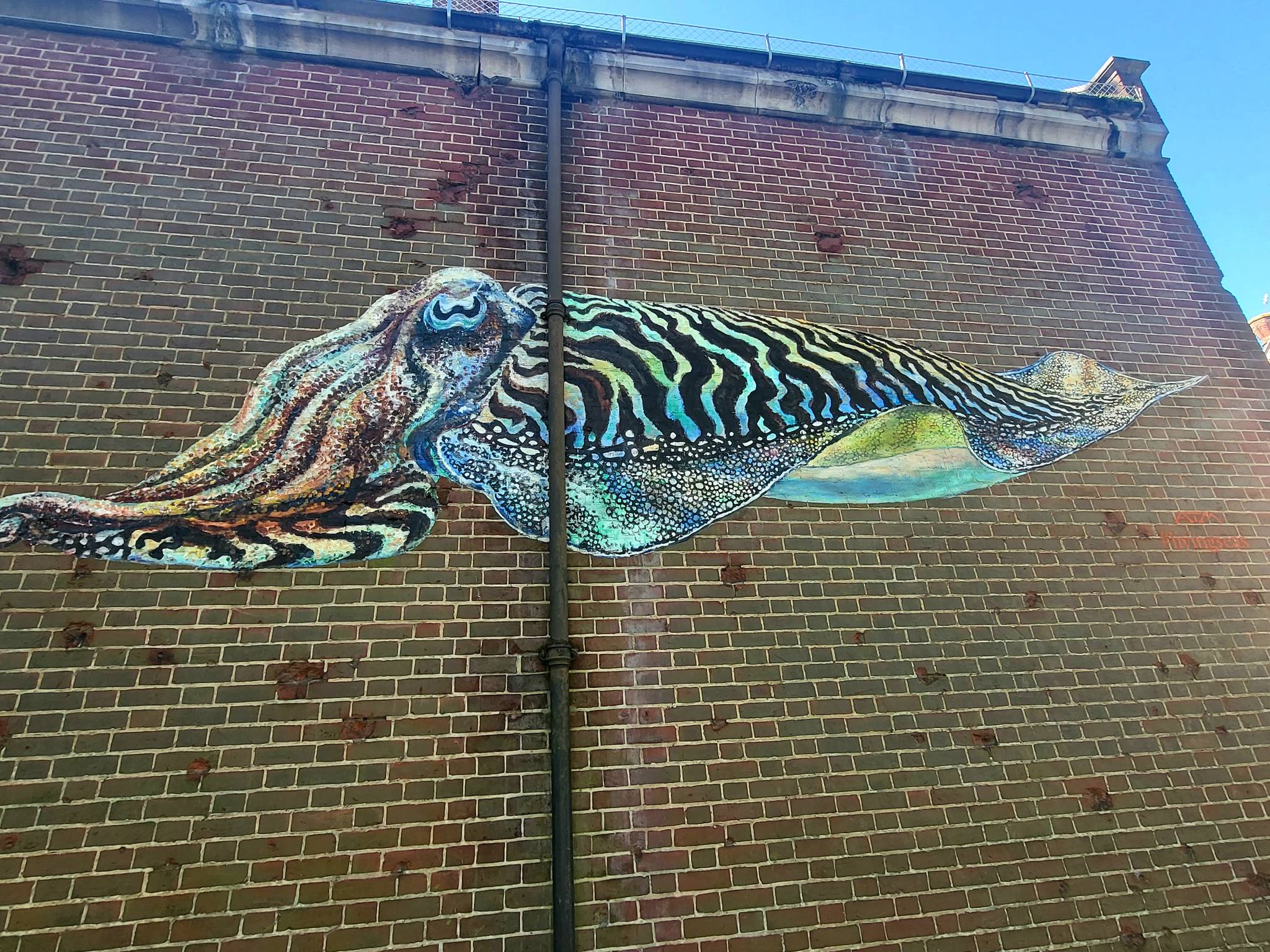 ATM&mdash;Cuttle Fish