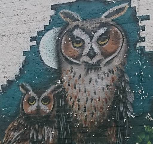 Owls