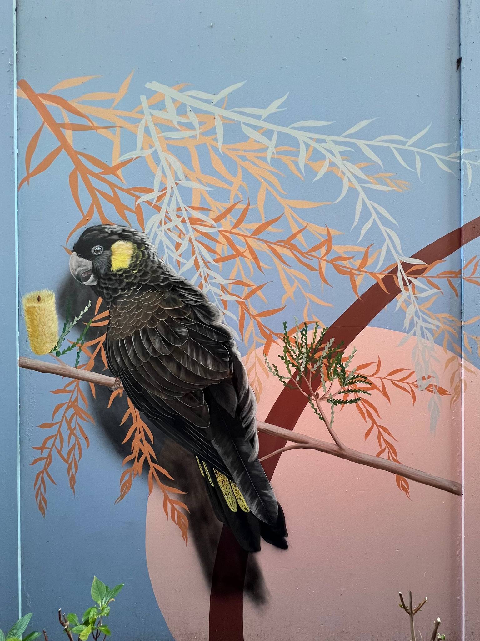 Jimmi Buscombe&mdash;Quest Apartments Yellow Tailed Black Cockatoo