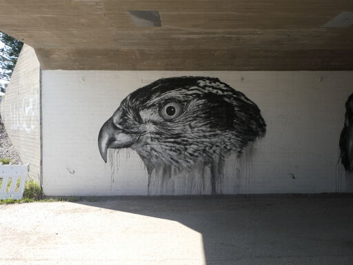Goshawks