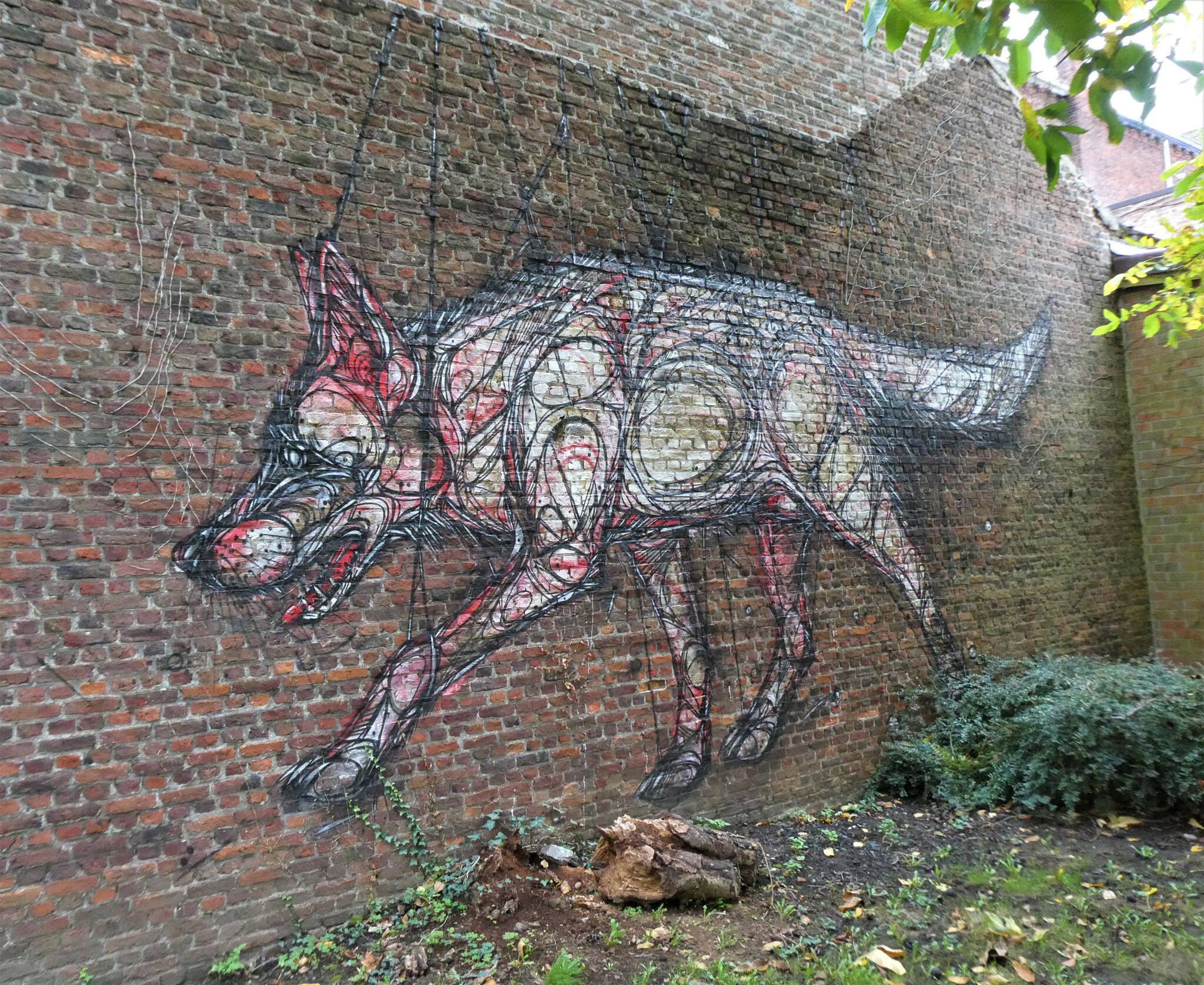 Dzia&mdash;Wolves