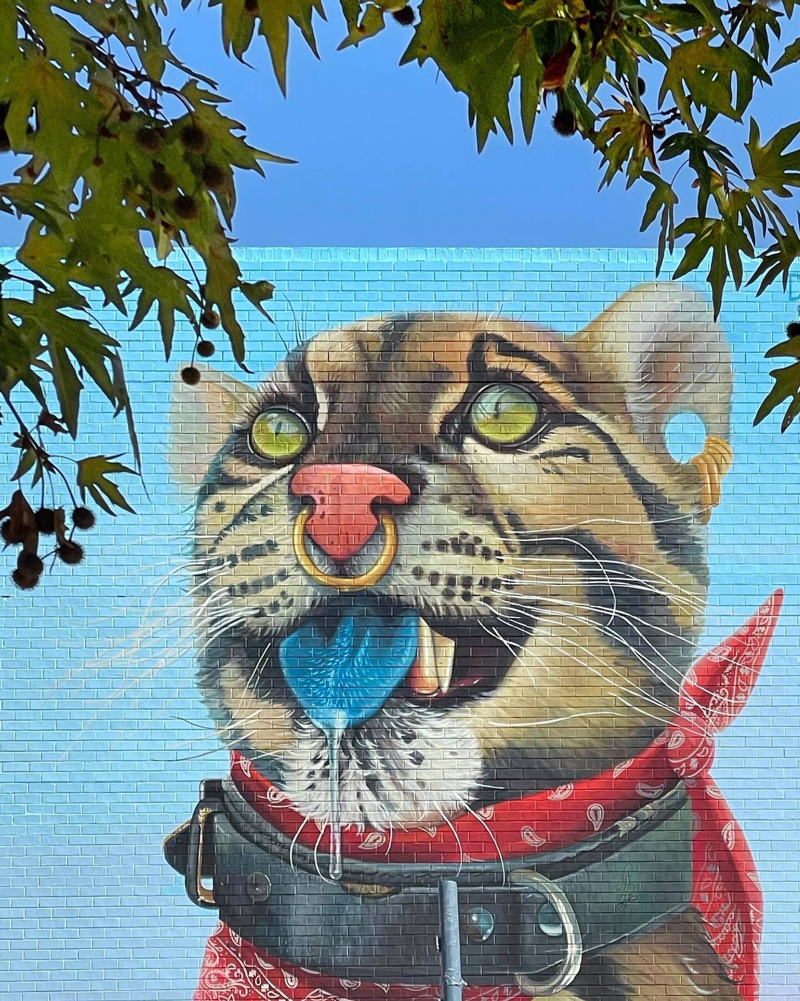 David Lee Pereira&mdash;Wild Cat with Blue Tongue