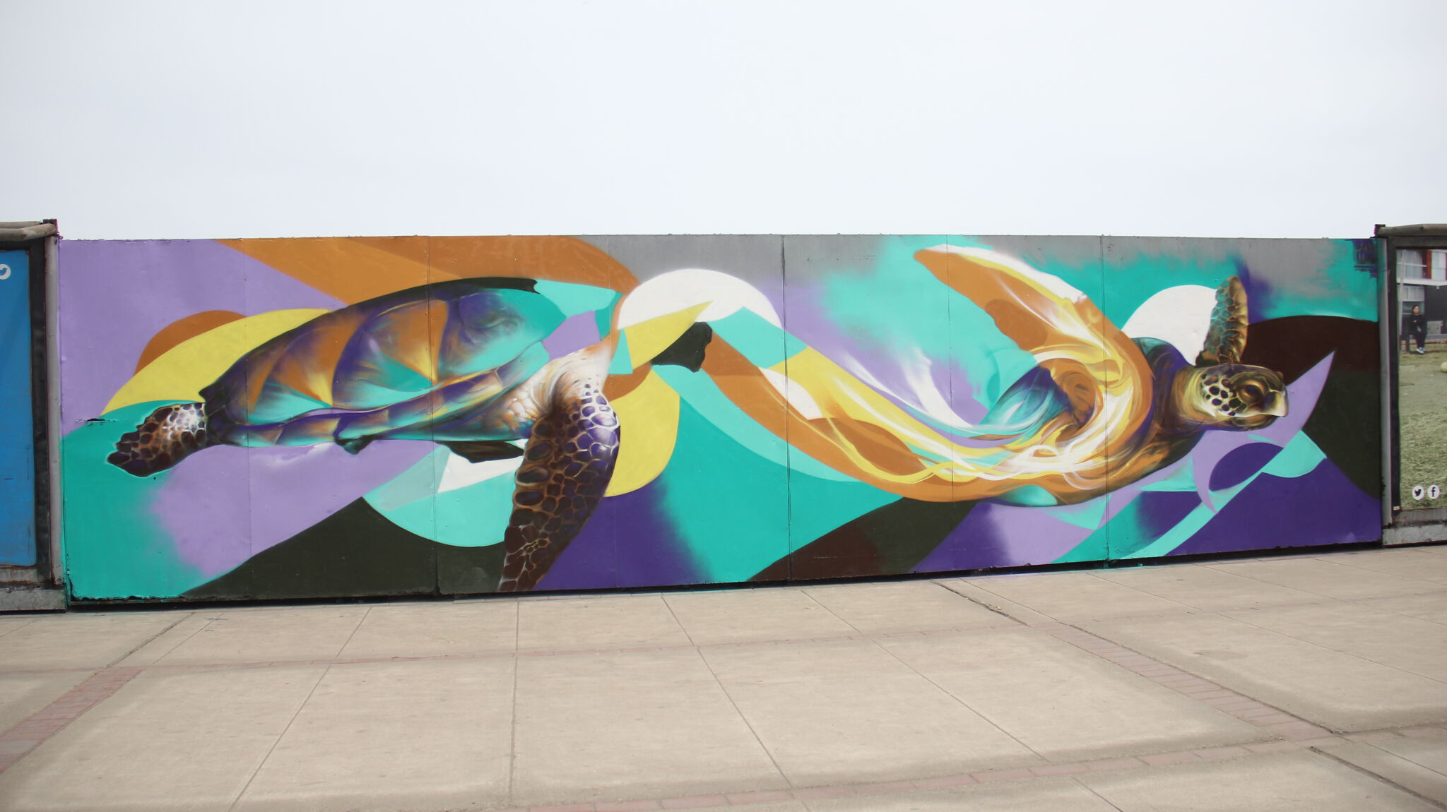 Oxido&mdash;Tortugas marinas