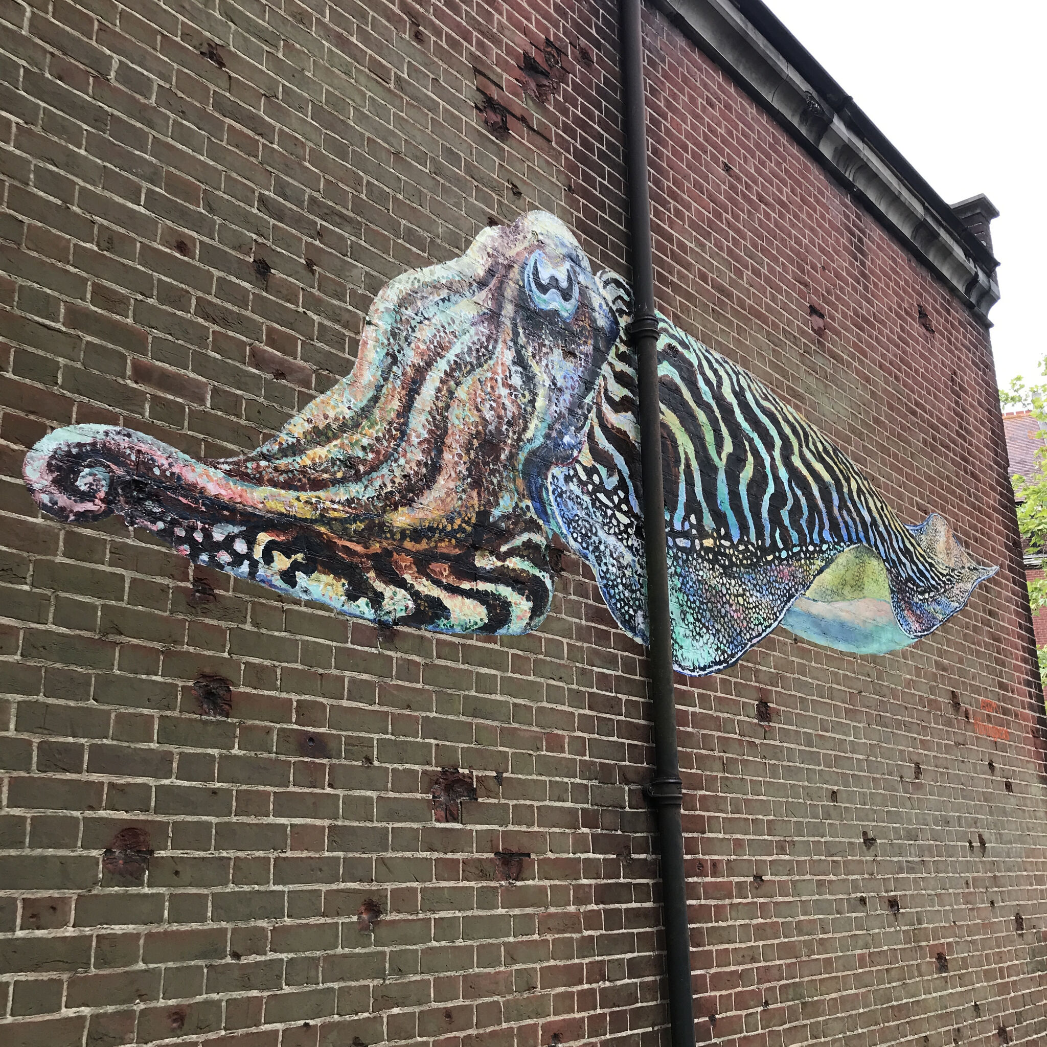 ATM&mdash;Cuttle Fish