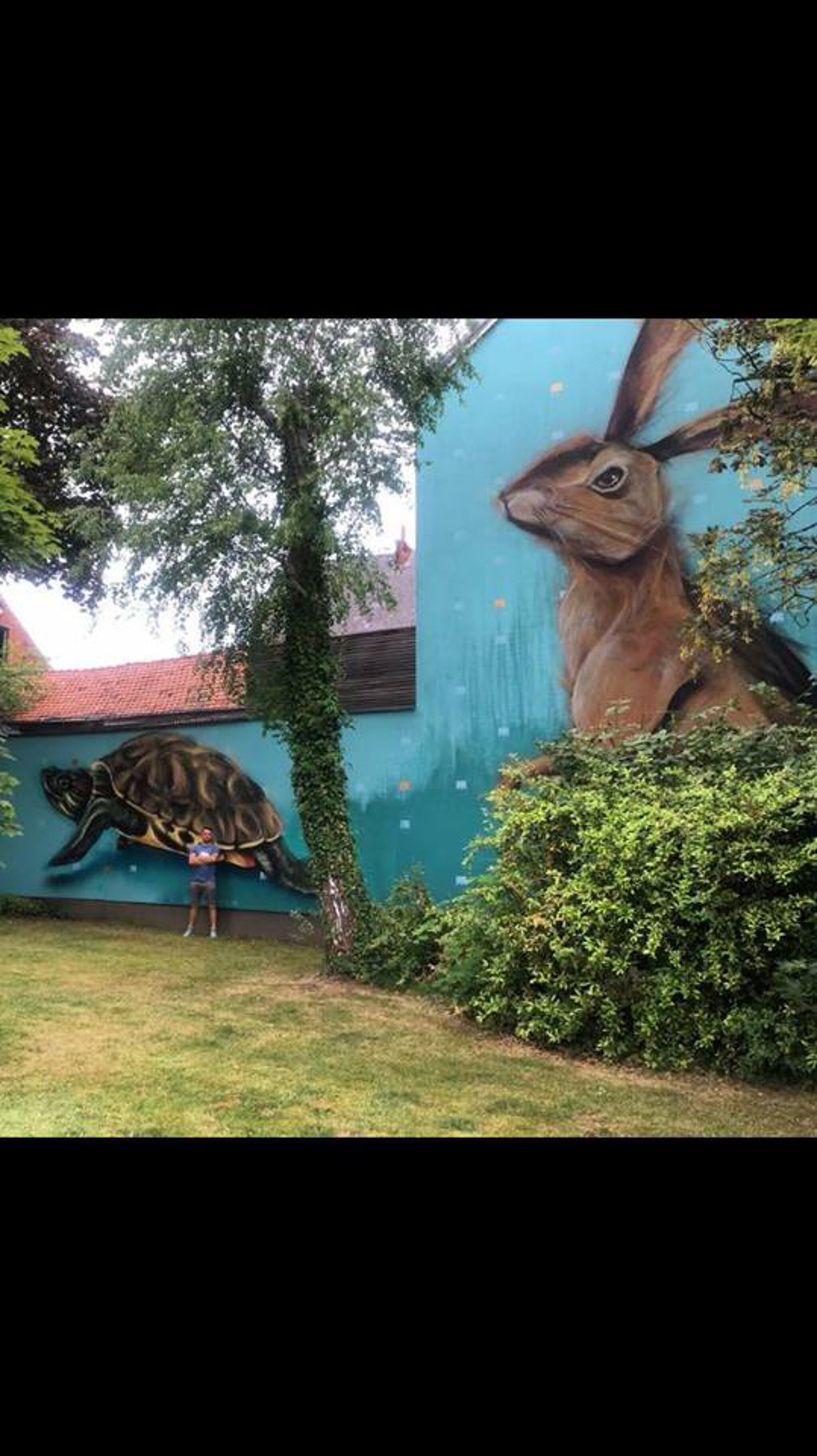 Meerkat&mdash;Tortoise and the hare