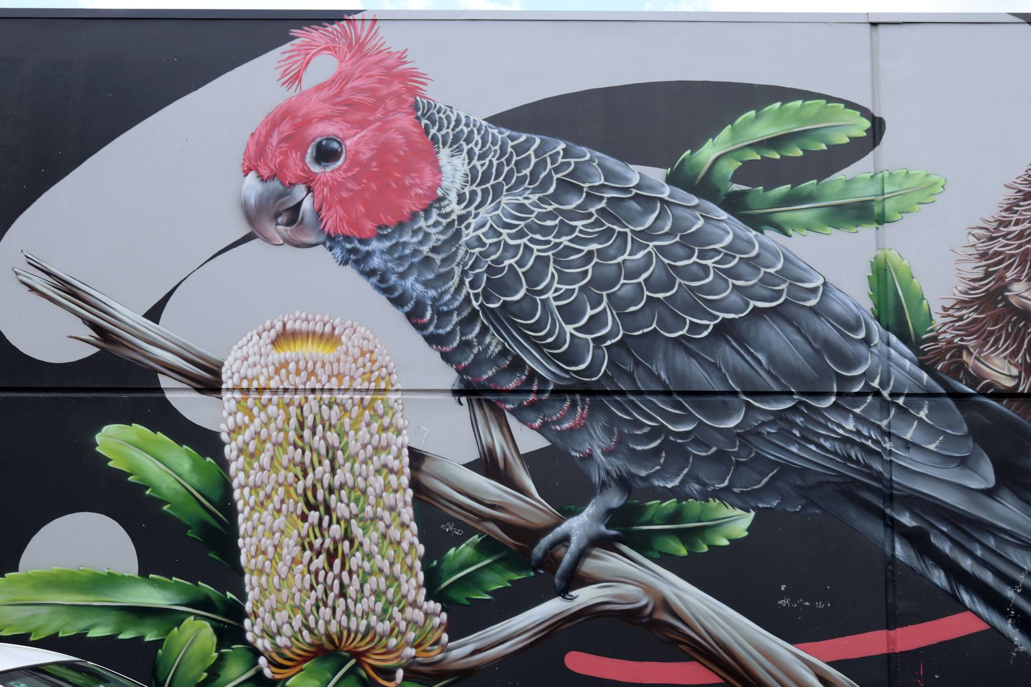 Thomas Jackson&mdash;Gang Gang Cockatoo on Old Man Banksia
