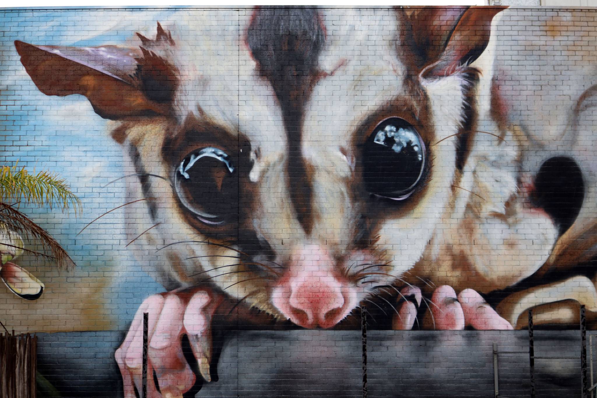 Dvate&mdash;Squirrel Glider & Leafy Templetonia