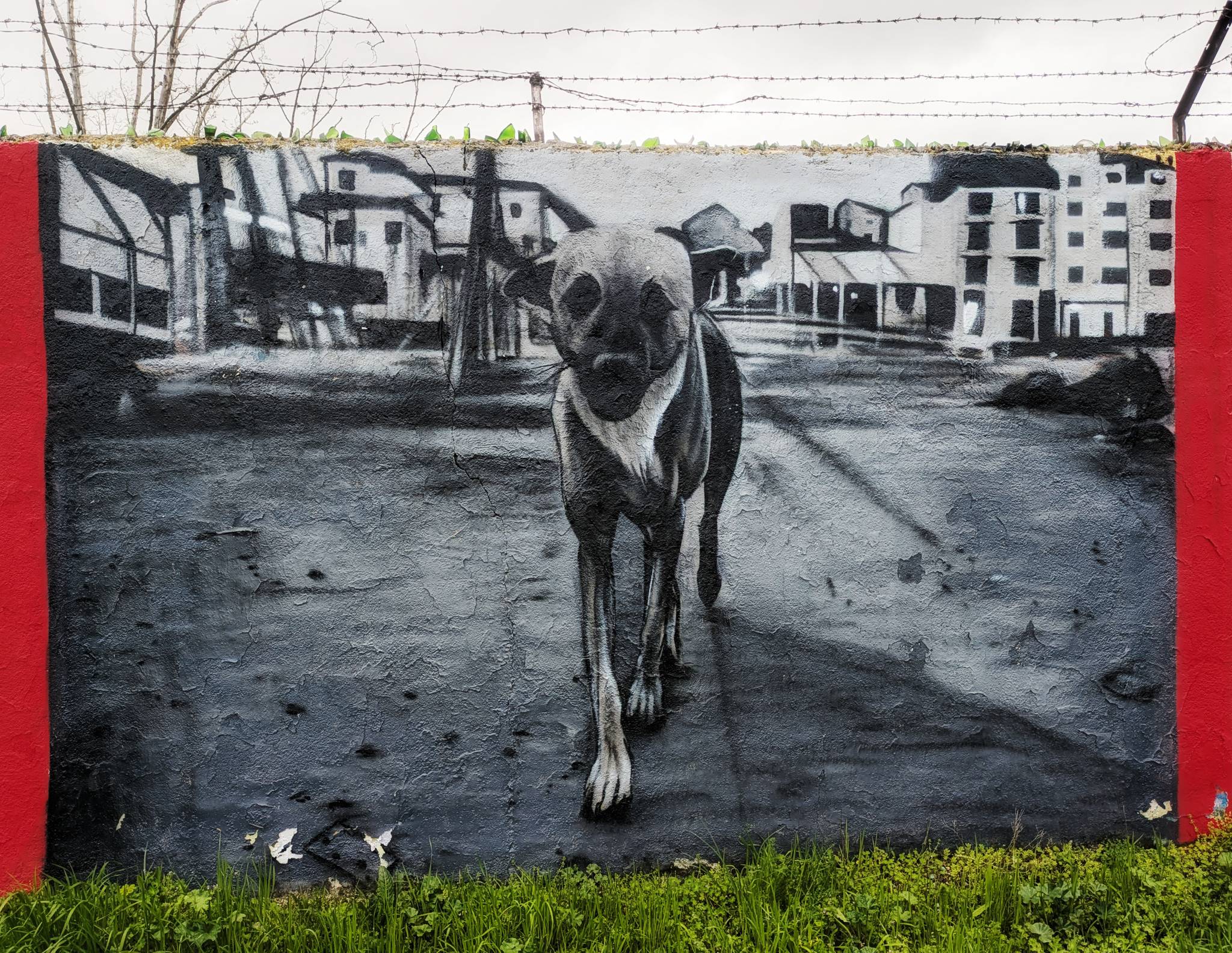 BTO370, Gazzano&mdash;Perro no come perro