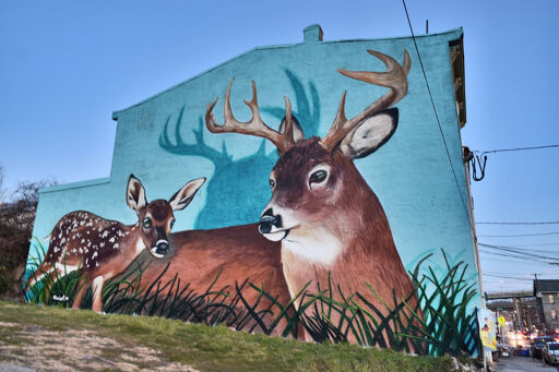 Fawn Jawn