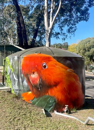 King Parrot