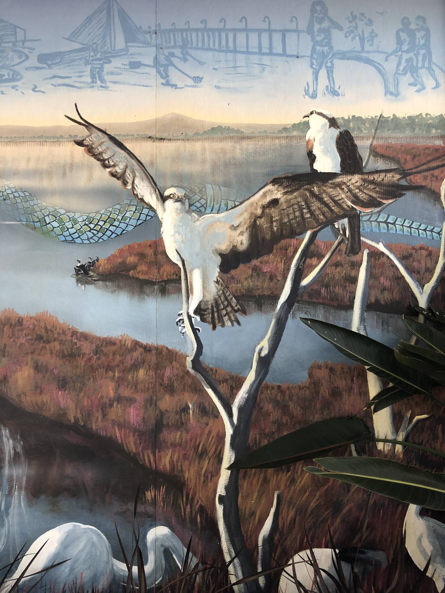 Celestin Hutchinson&mdash;Mandurah Museum