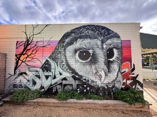Sooty Owl