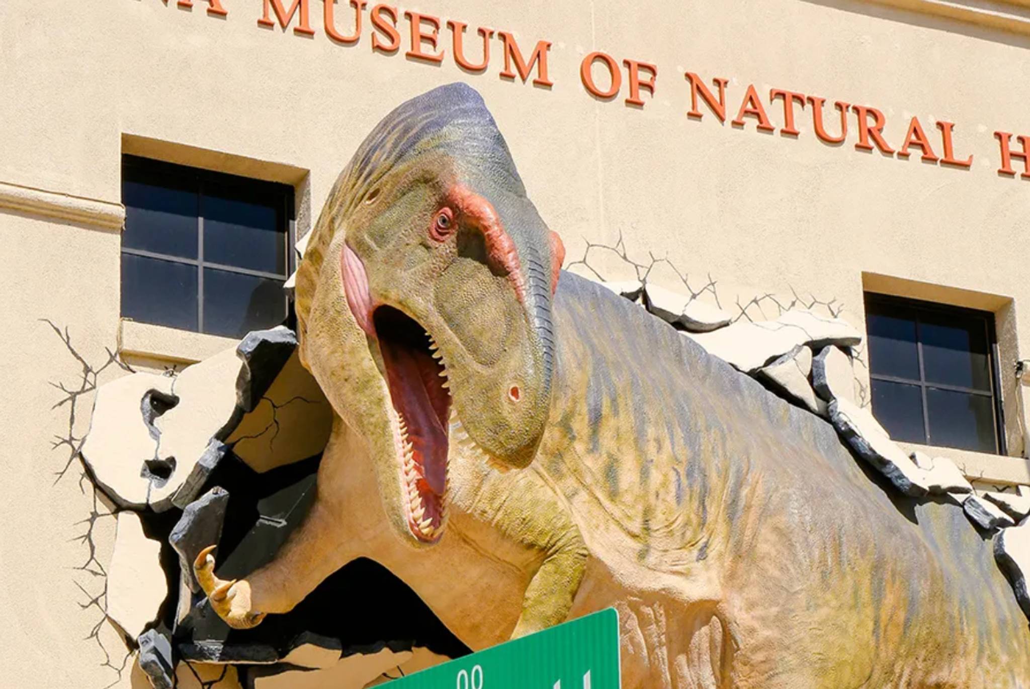 Dimensional Innovations&mdash;Acrocanthosaurus