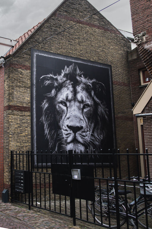 The Lion