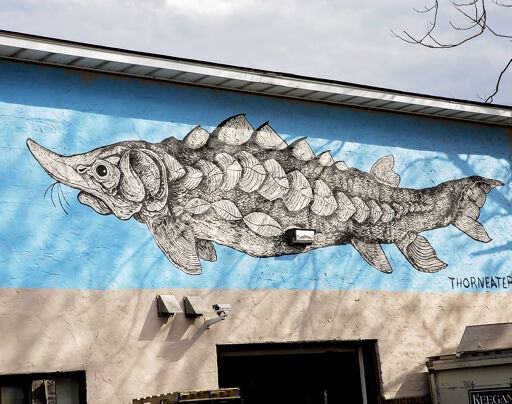 Atlantic Sturgeon