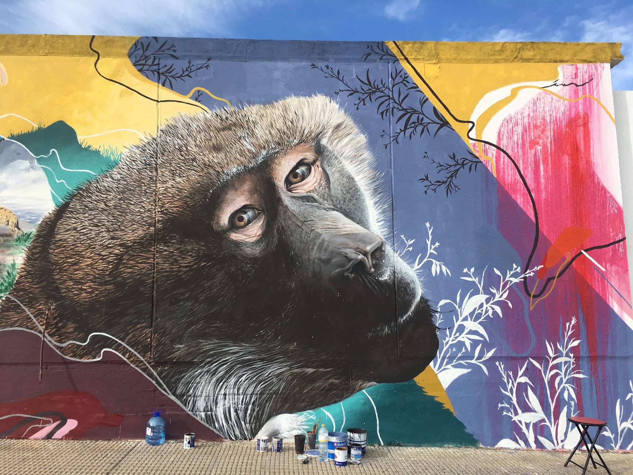 Kraser&mdash;BABUINO, THEROPITHECUS