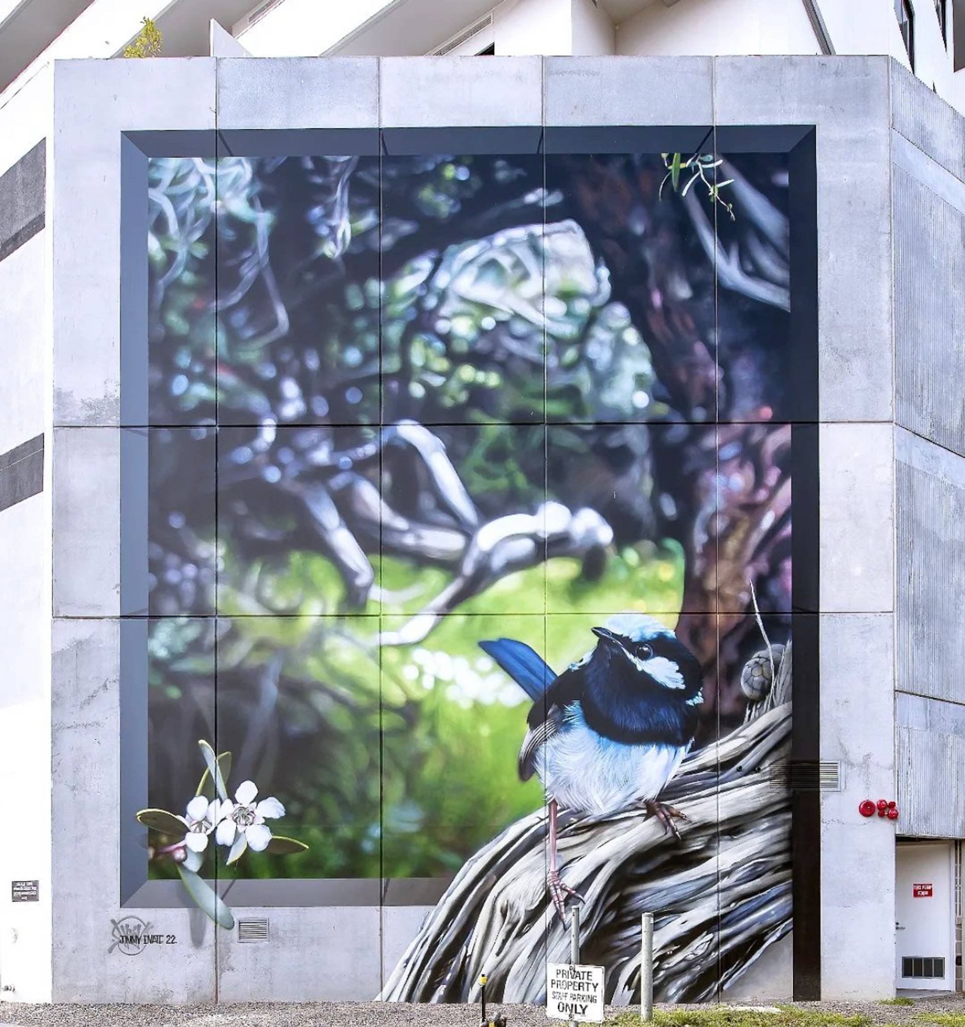 Dvate&mdash;Superb Fairywren