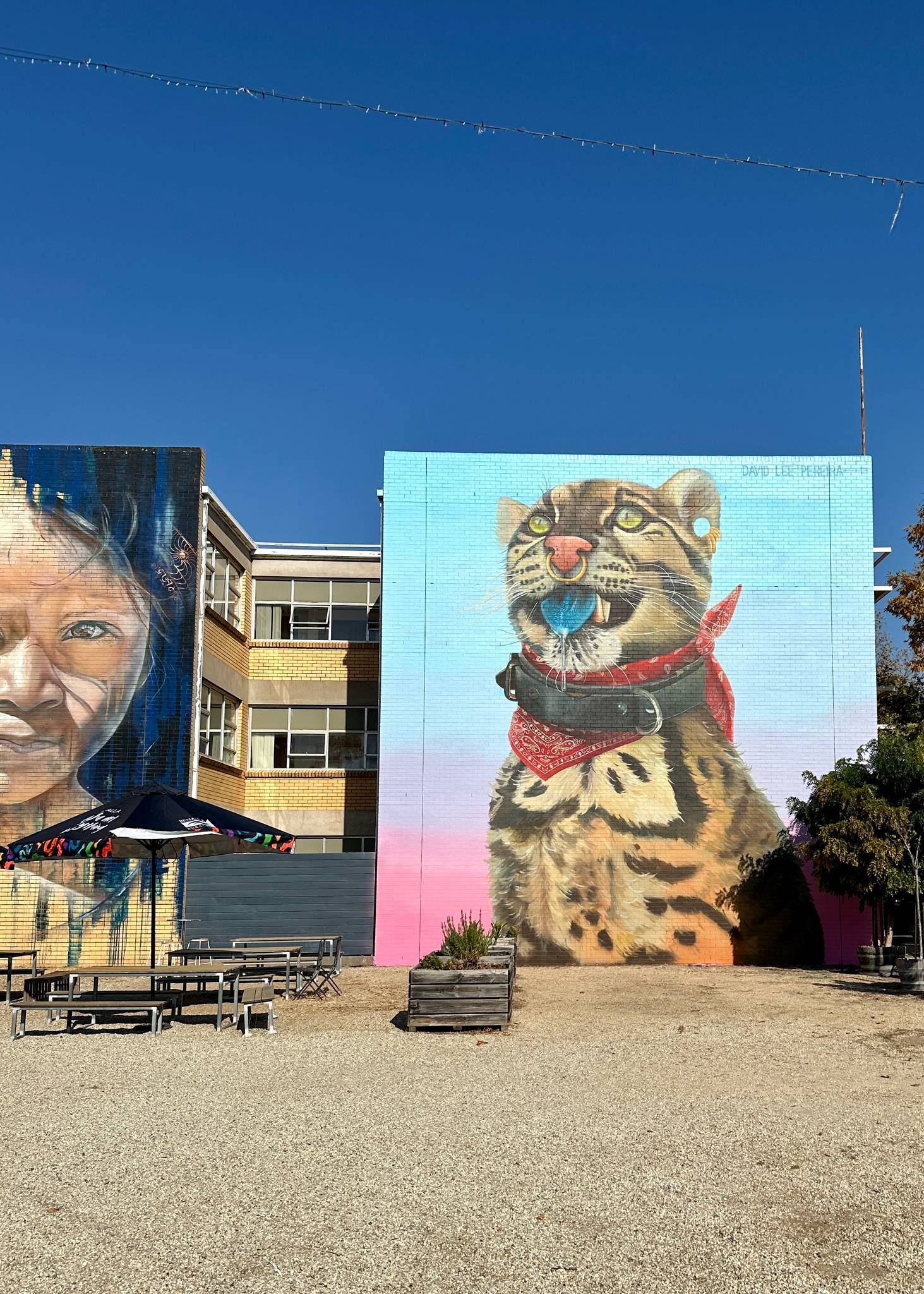 David Lee Pereira&mdash;Wild Cat with Blue Tongue