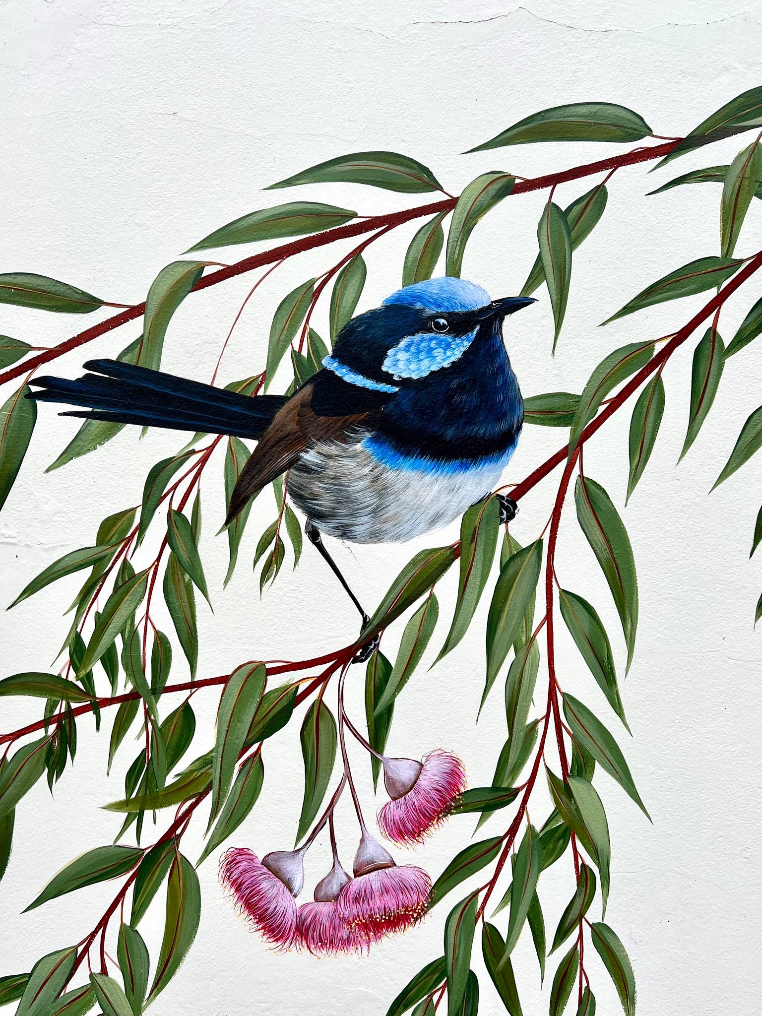 Jimmi Buscombe&mdash;Ambleside Superb Blue Fairy Wren