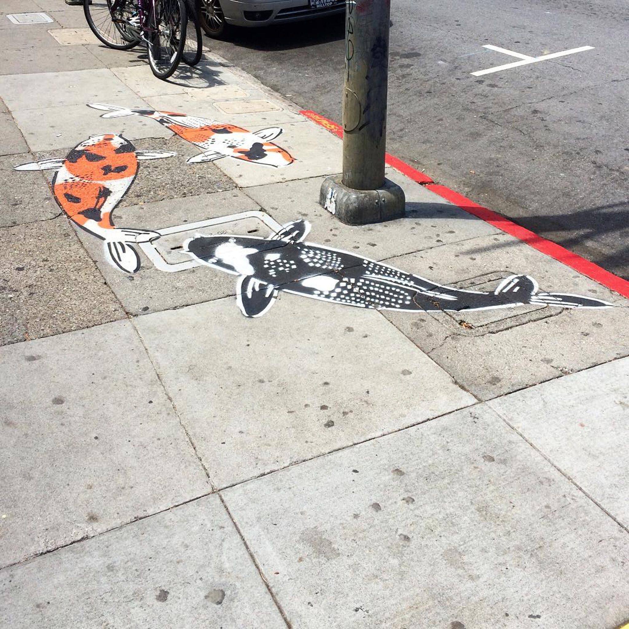 Jeremy Novy&mdash;Giant Koi