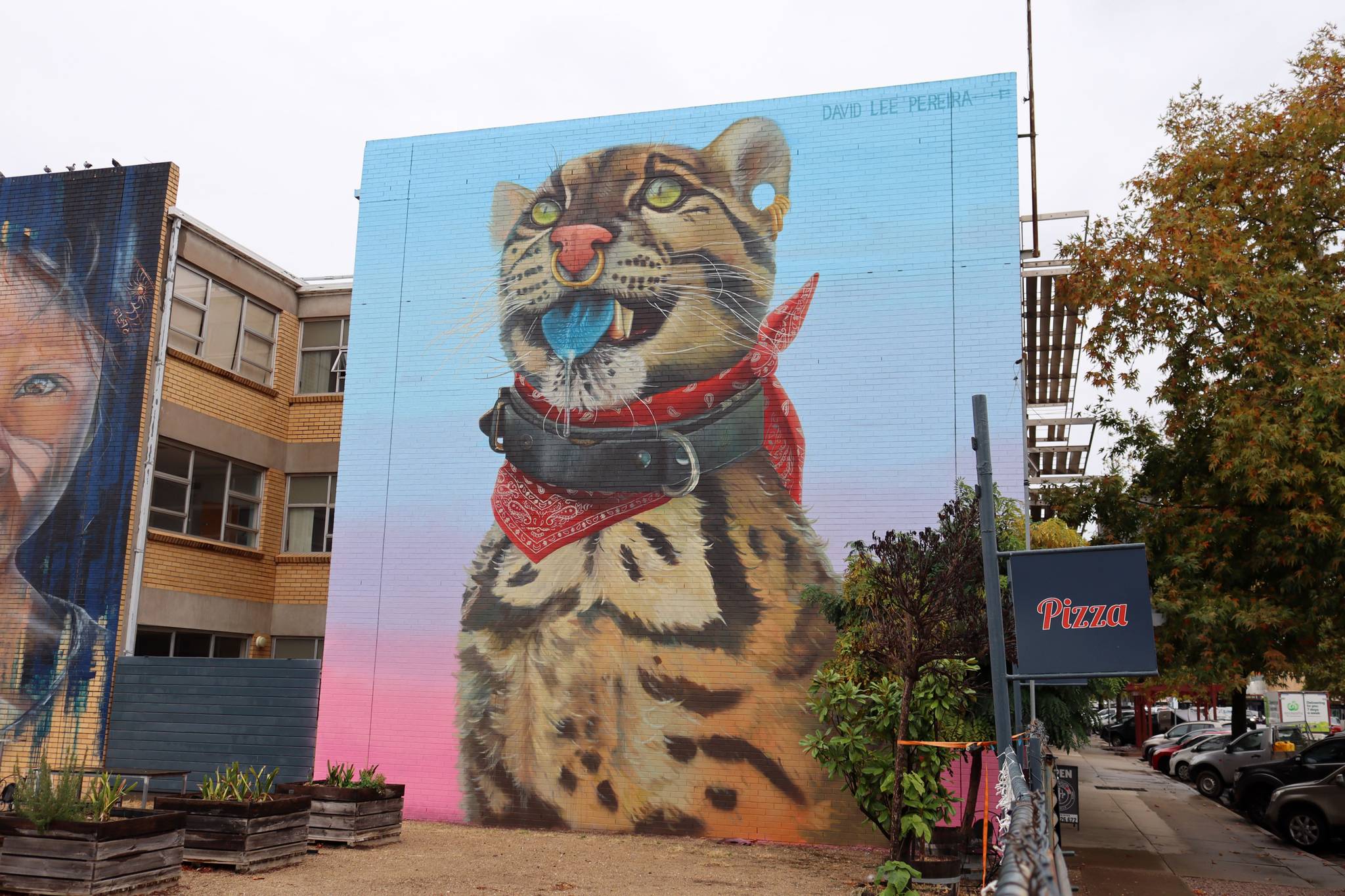 David Lee Pereira&mdash;Wild Cat with Blue Tongue